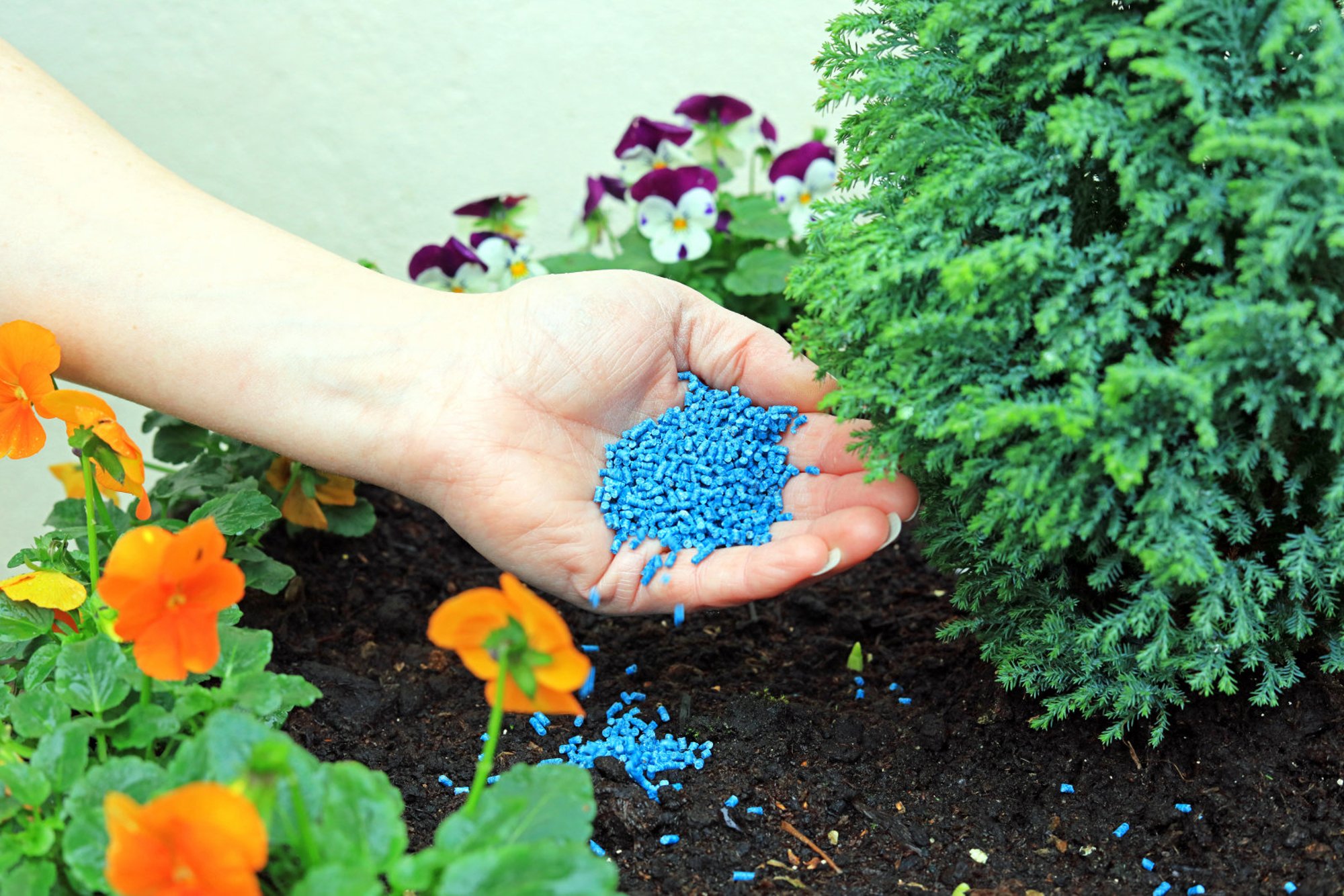 Suurimad vead, mida taimedele kevadväetamist tehes vältida tasuks