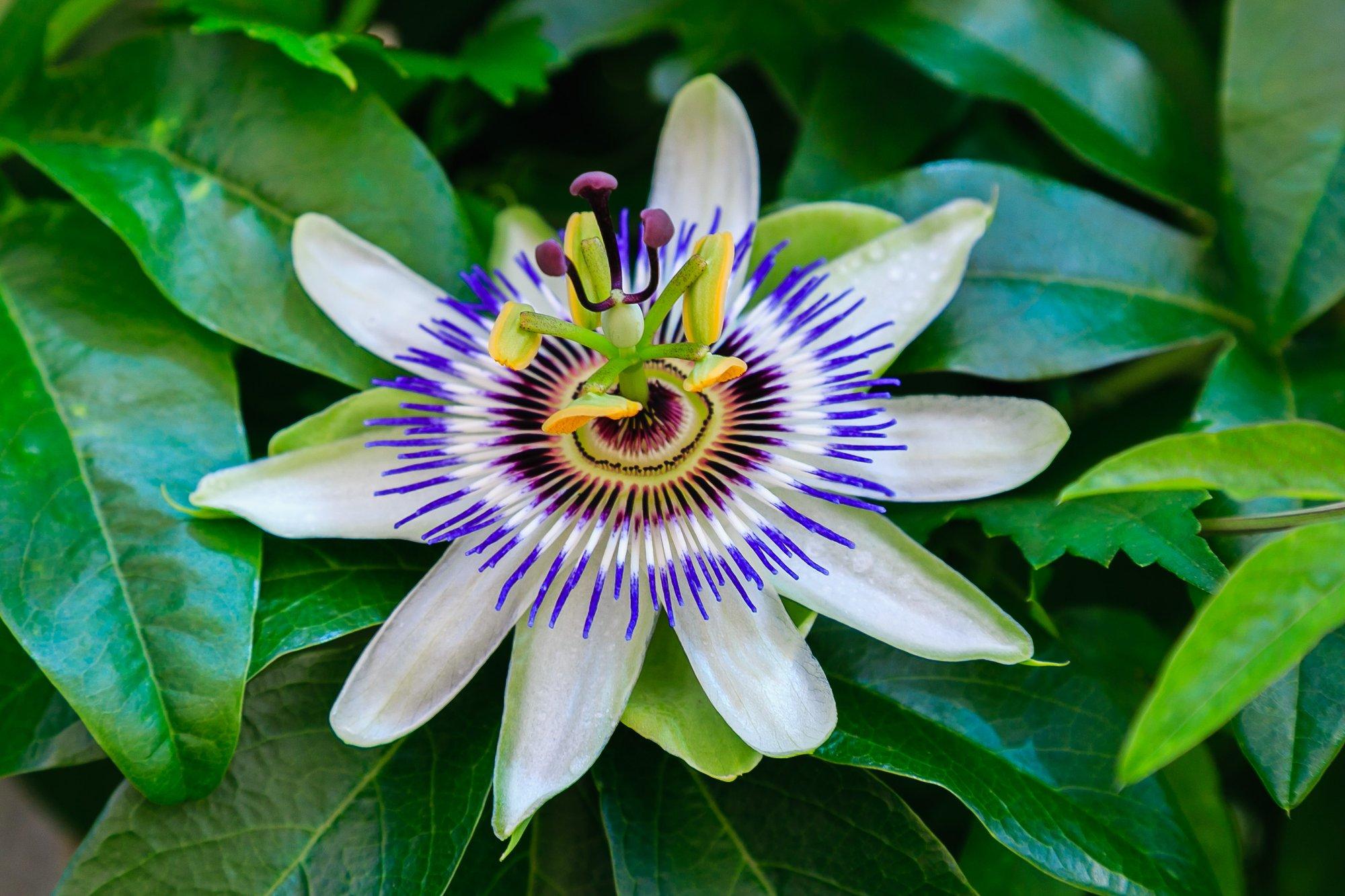 Maitsvate viljadega kannatuslille omapäraseid õisi on seostatud Kristuse kannatustega