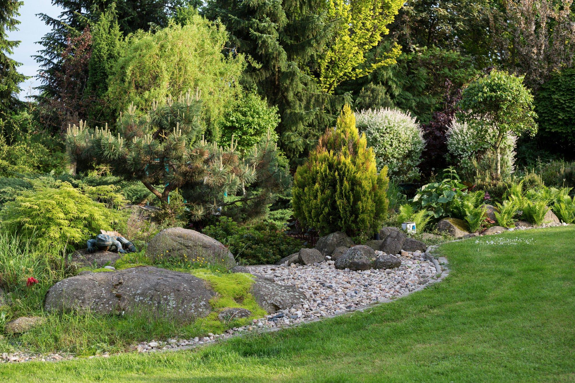 Kuidas luua okaspuude abil varjunditerohke aed?