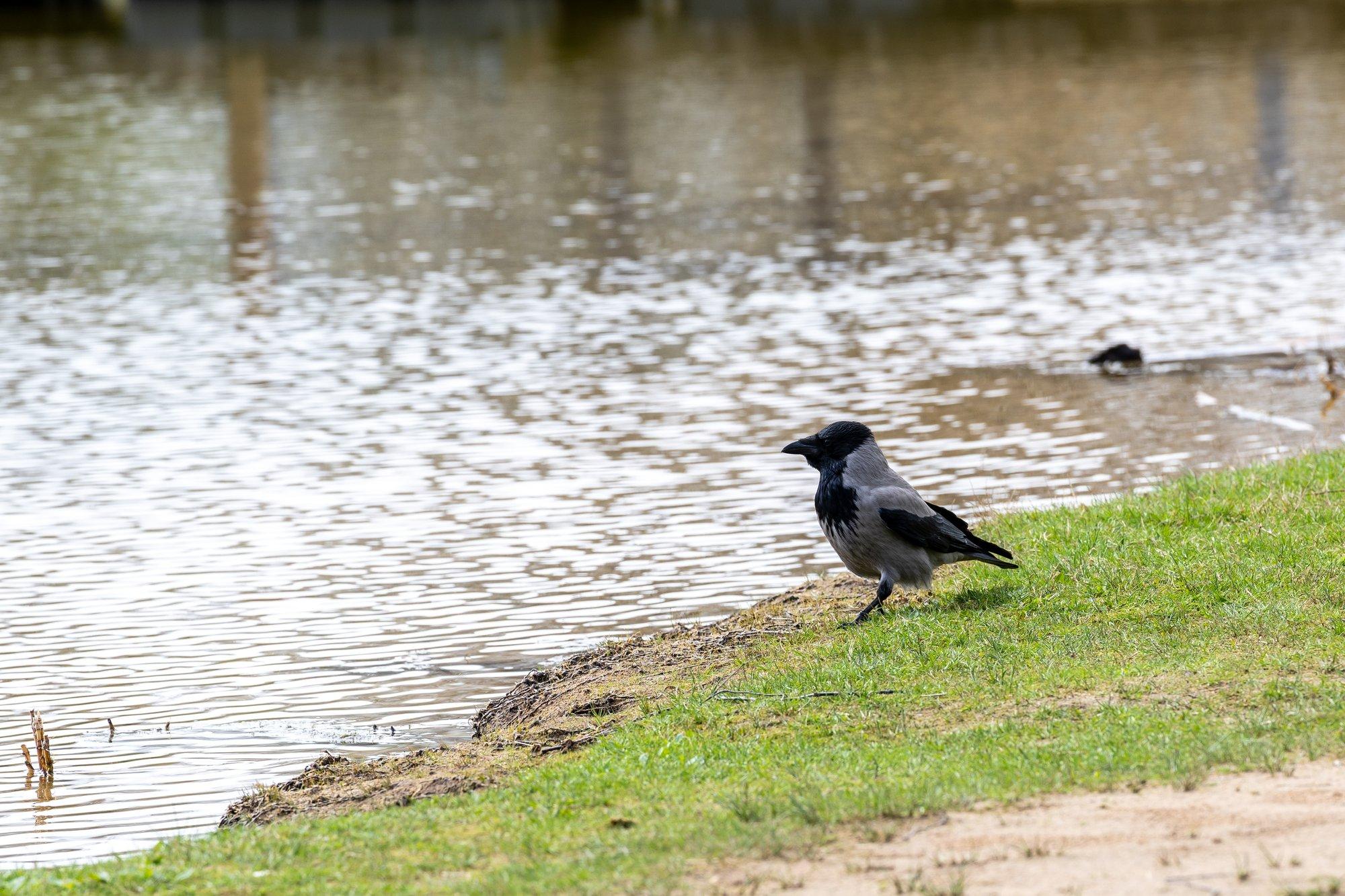 GUUD, BÄÄD, NÄDALA SÕNA | Hoidke Tartust eemale, kuri vares on tagasi!