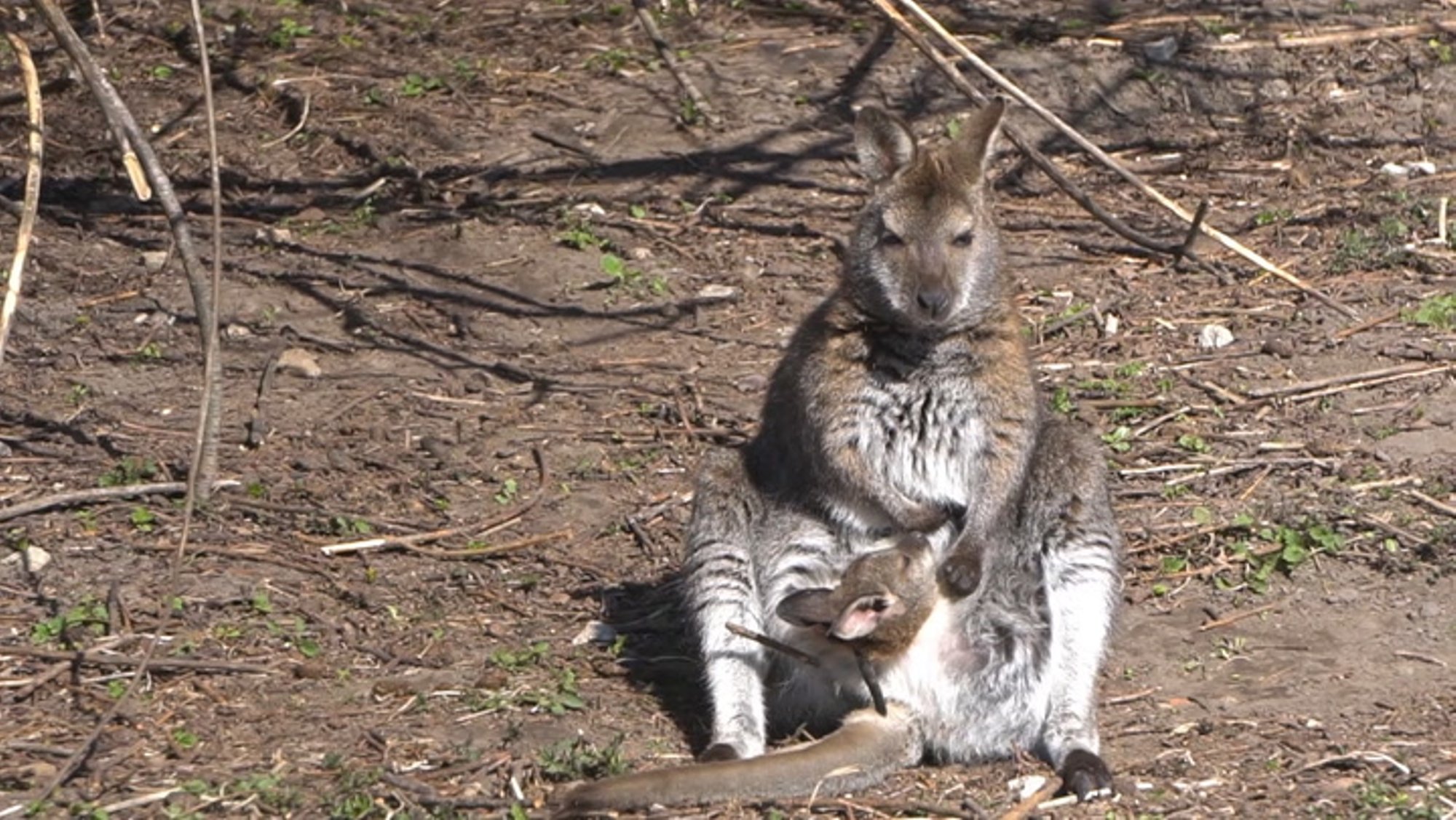 ARMAS VIDEO | Nunnu kängurupoeg avas Tallinna loomaaia beebihooaja ja uudistab nüüd ema kukrust ilma