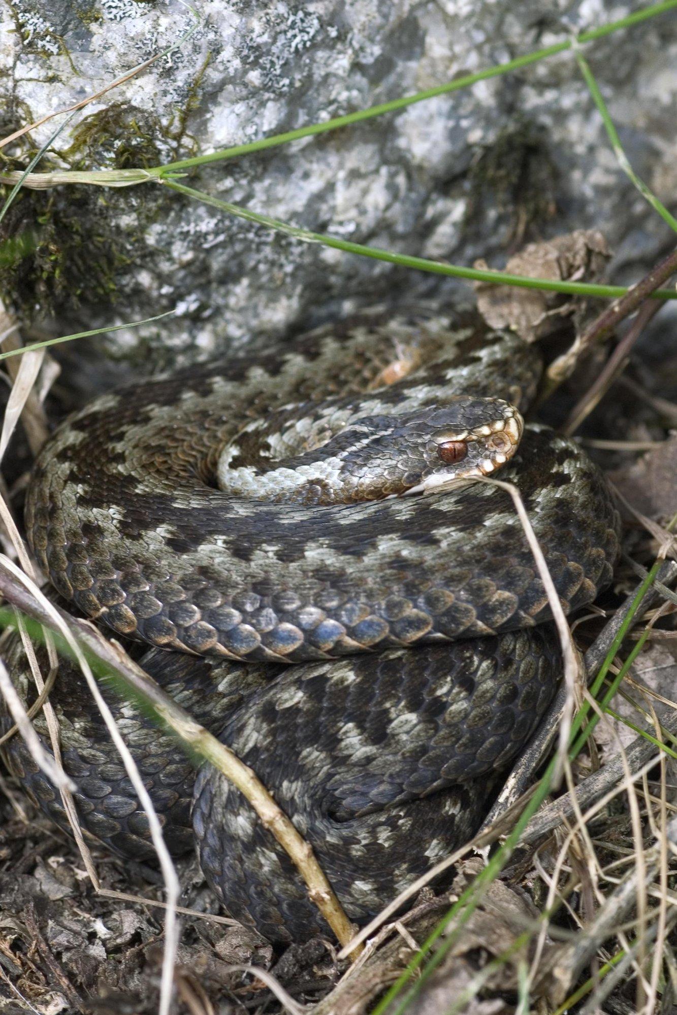 Roomajad taas liikvel! Loomakliinik õpetab, kuidas käituda, kui rästik lemmiklooma salvab