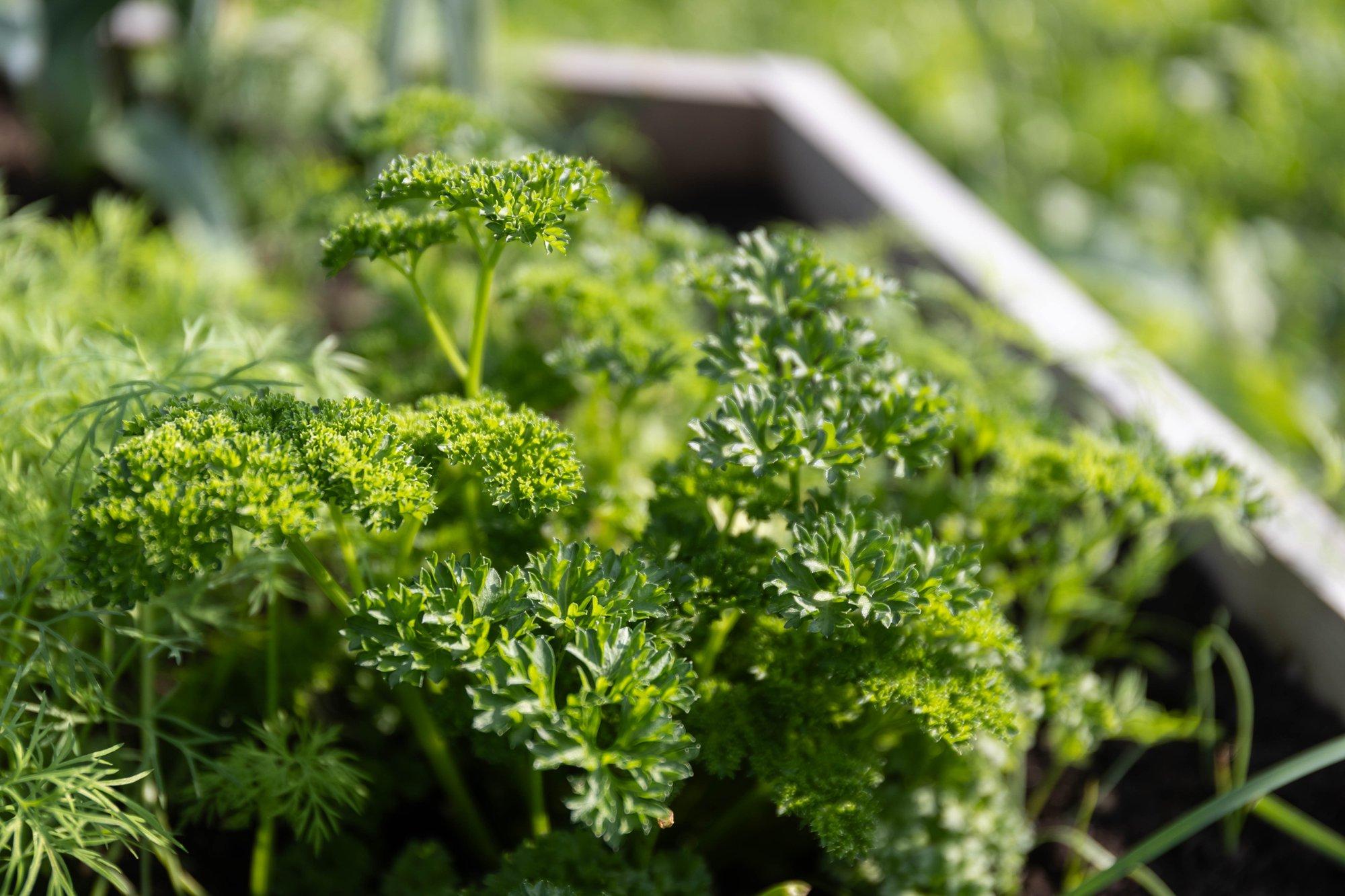 Missugused maitsetaimed on mõistlik ette kasvatada ja missugused saab külvata otse peenrale?