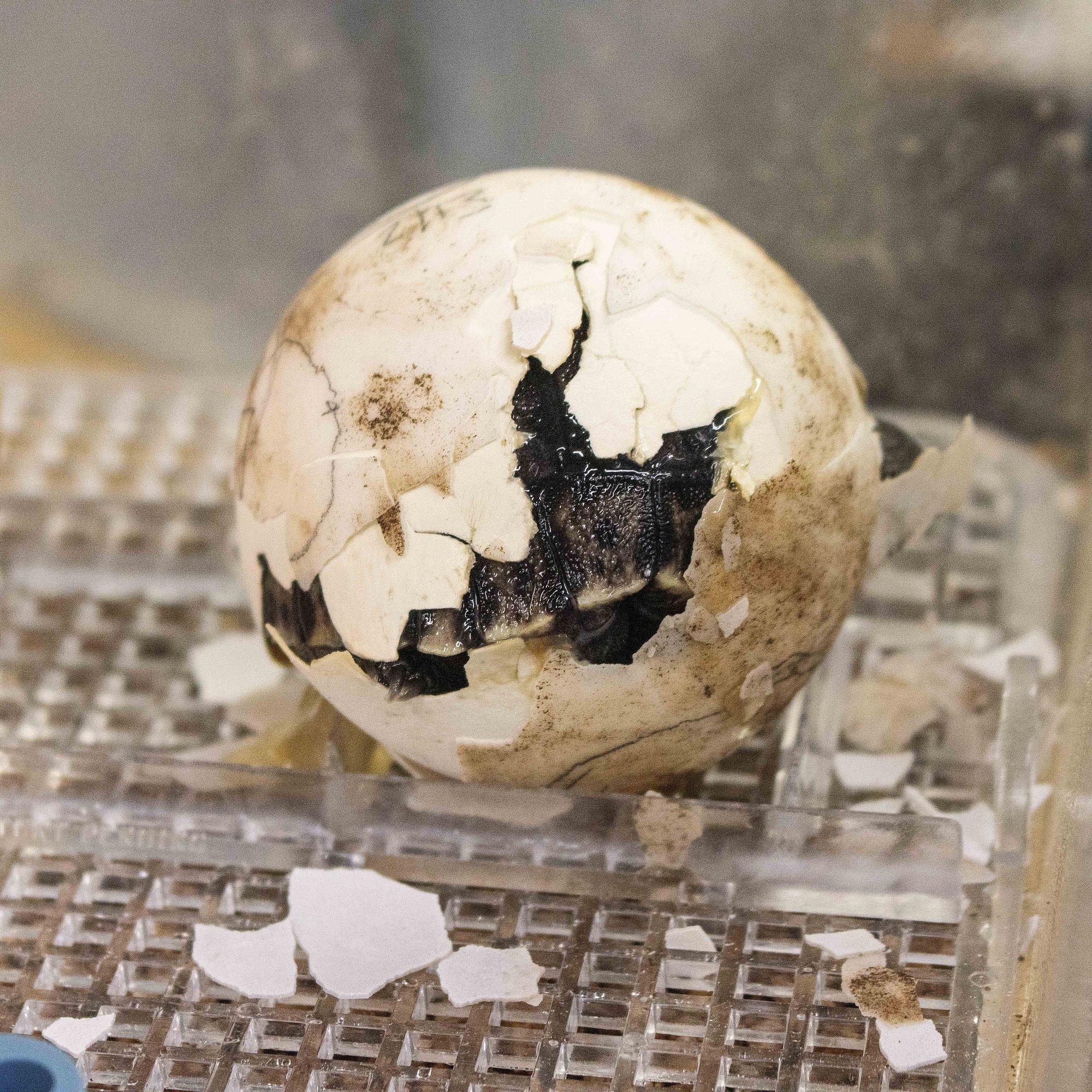 VIDEO | 100-aastased noored vanemad: Galapagose kilpkonnapaaril sündisid esmakordselt pojad