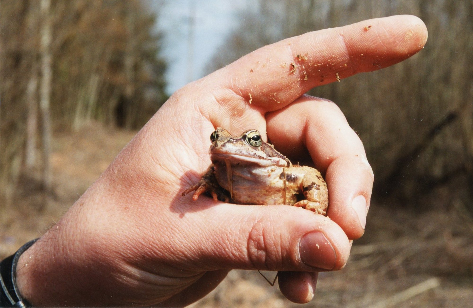 KAS TEADSID? | Konna kätte võtmine võib lõppeda surmaga