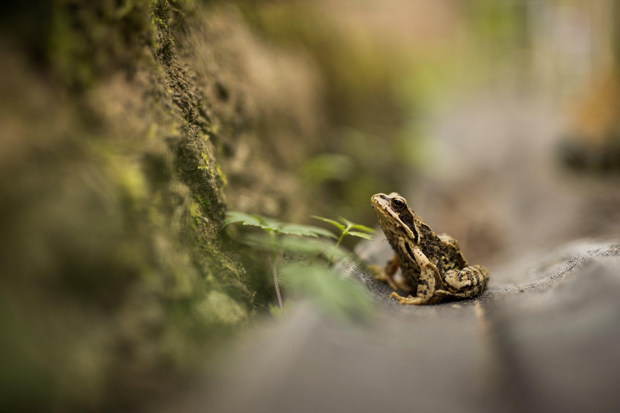Kevadine konnaränne sulgeb 30 ööks Astangul liikluse