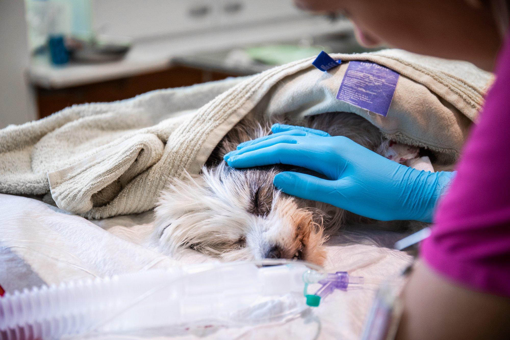 Lemmikloomade arstiabist on saanud suurärimeeste mängumaa. Loomaarst: iga ketikliinikuga tõusevad hinnad lakke ja kvaliteet läheb alla