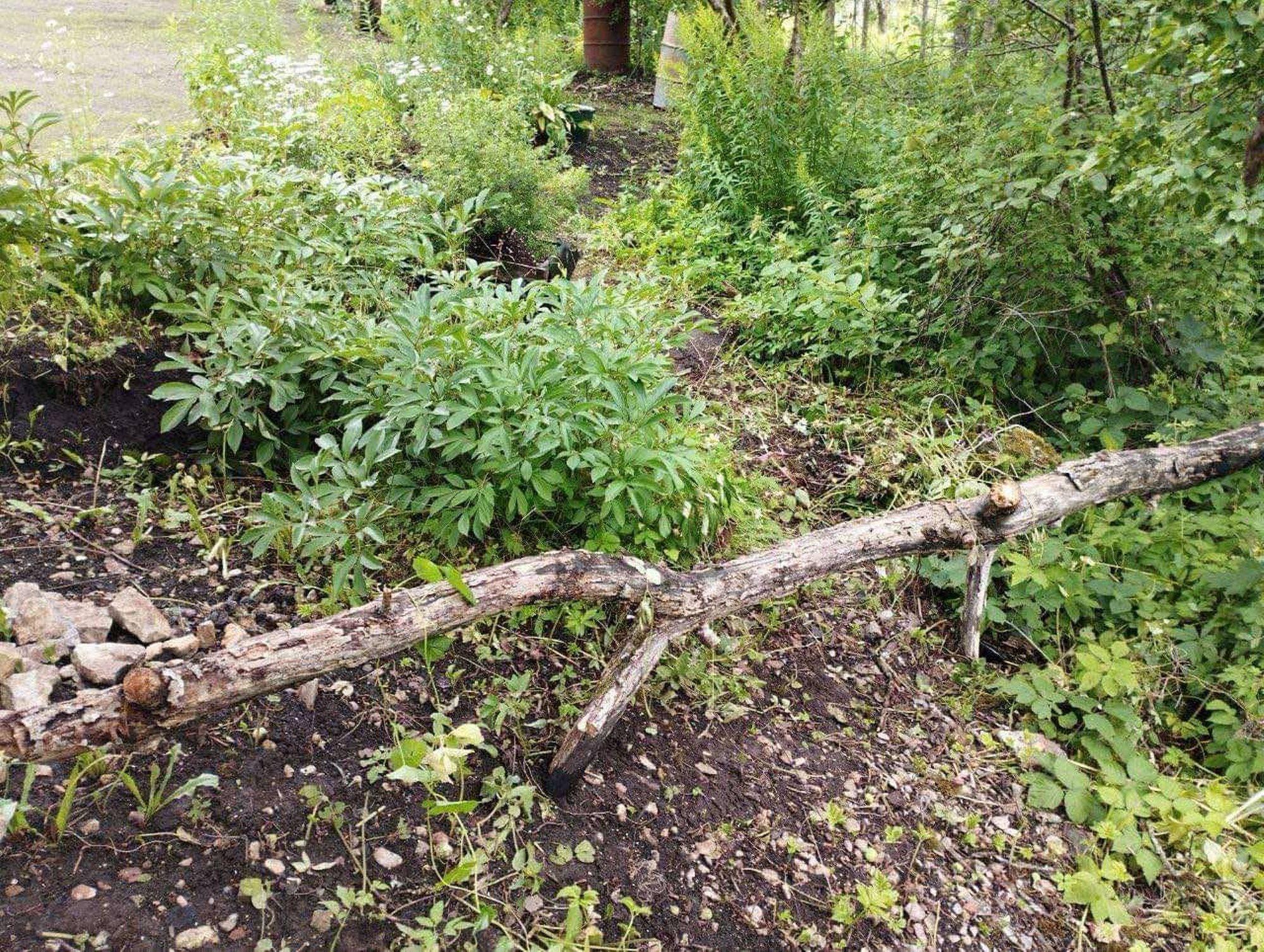 LUGEJA KÜSIB | Mida teha, kui tormi ajal kukkus naaberkinnistult puu minu maale?