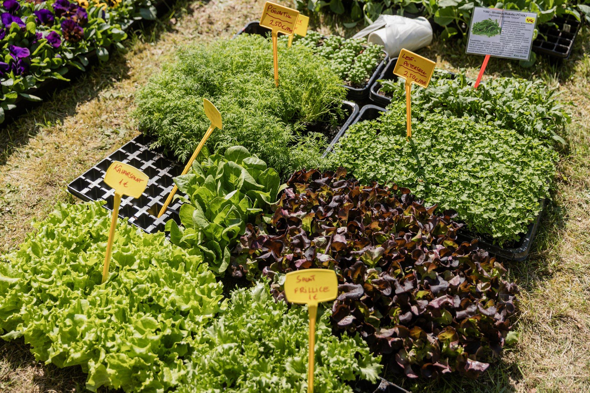 Aedsalatite valik on kirju, praegu on paras need kasvama panna