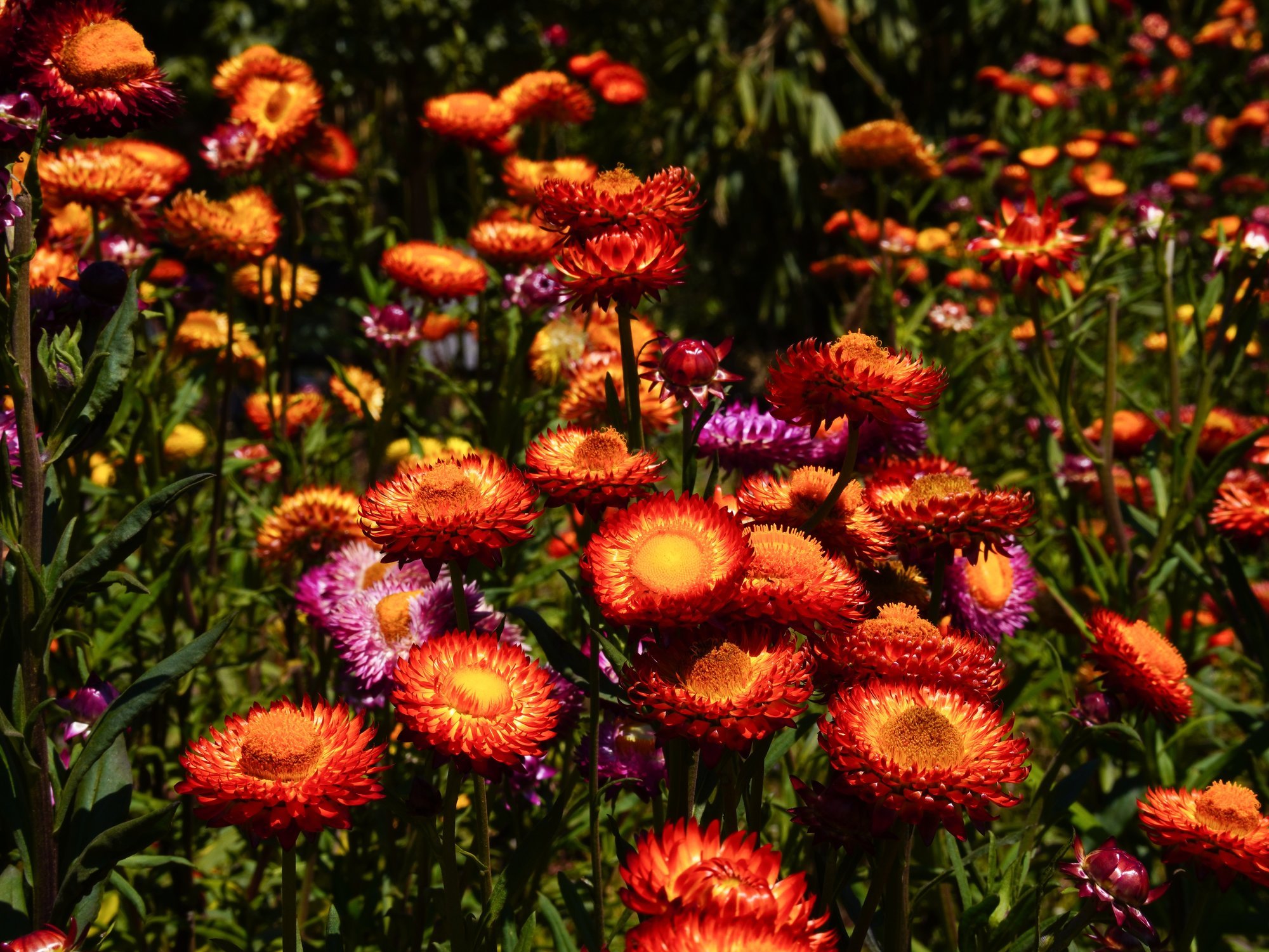 Praegu on paras aeg panna kasvama kuivatamiseks sobivaid lilli