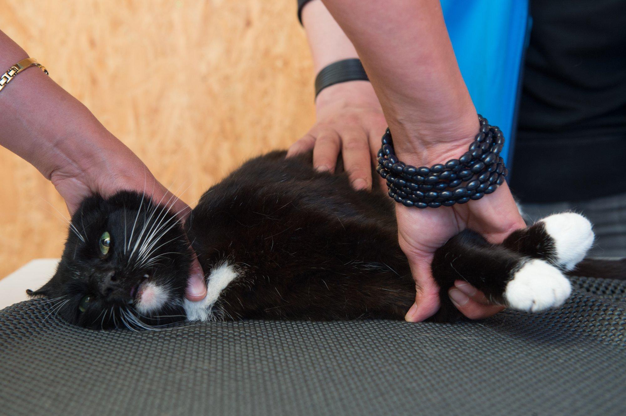 Saaremaa kassid saavad sel kevadel tasuta kiibid