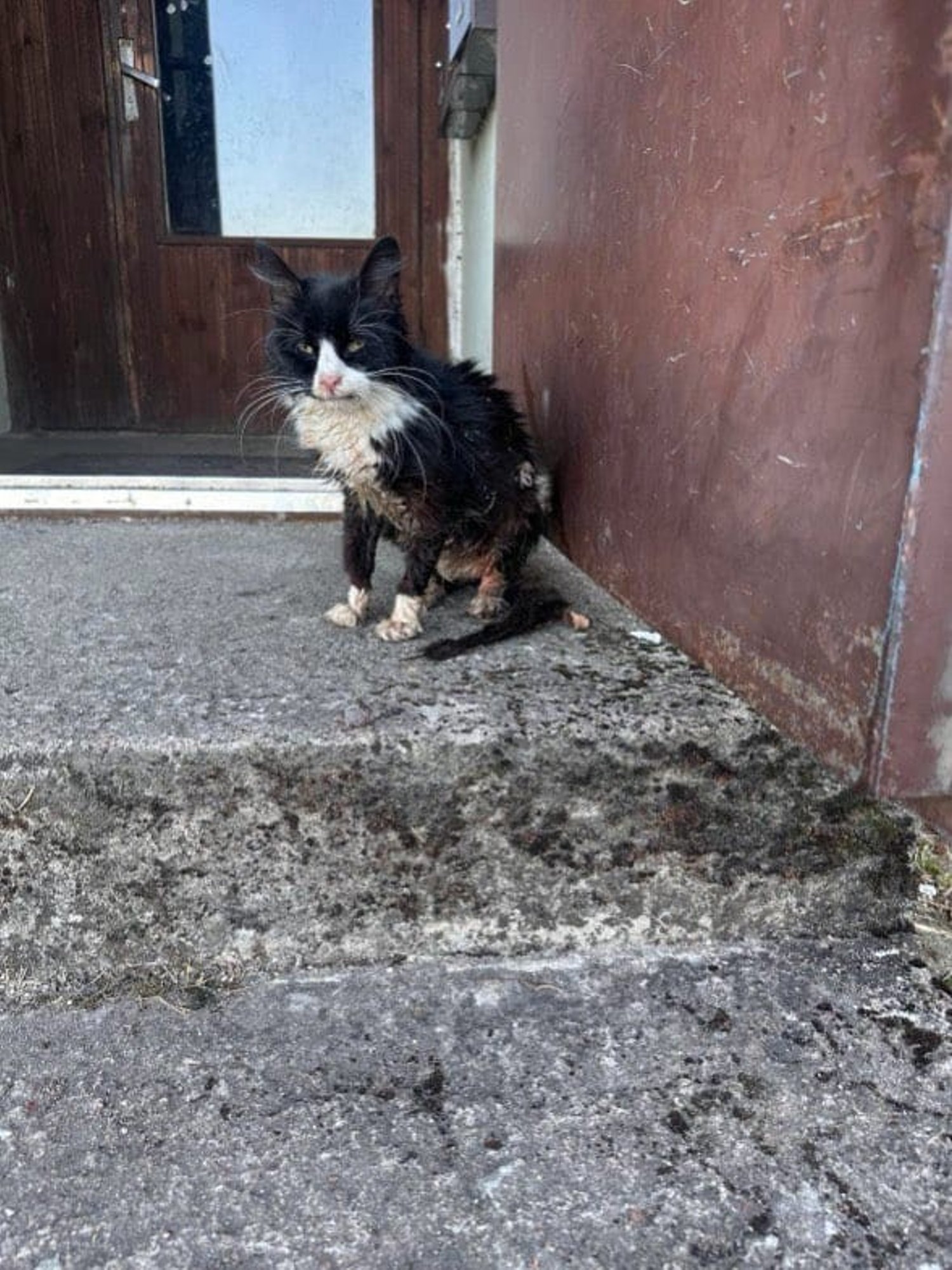 „Ta lamas hingetuna näoli, kraadiklaas ei suutnud tema temperatuuri mõõta.“ Kiisu võitleb kliinikus oma elu eest