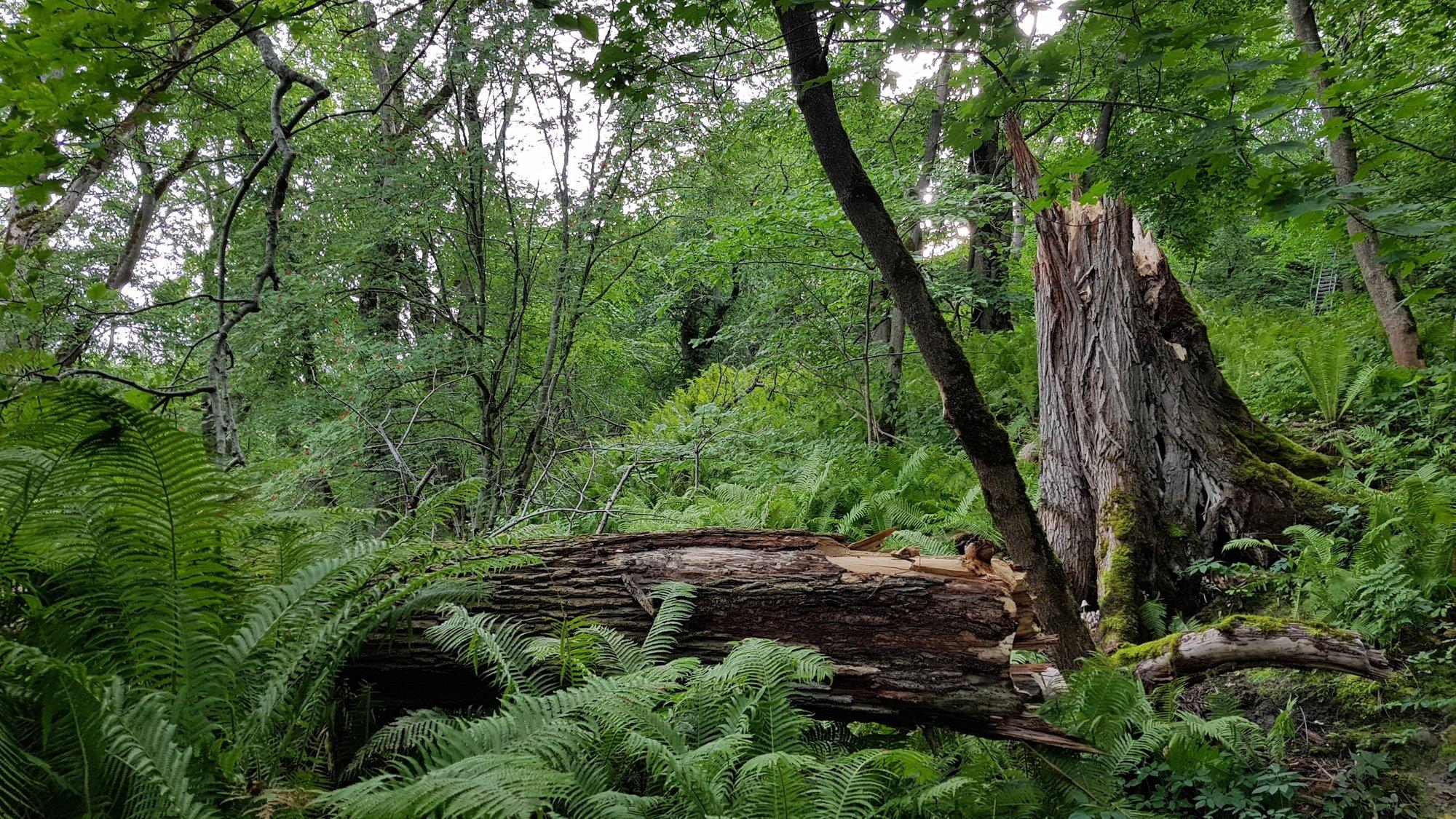 Erametsaomanike põrutav avaldus: Eestis peaks loodust kaitsma vaid riigimaadel