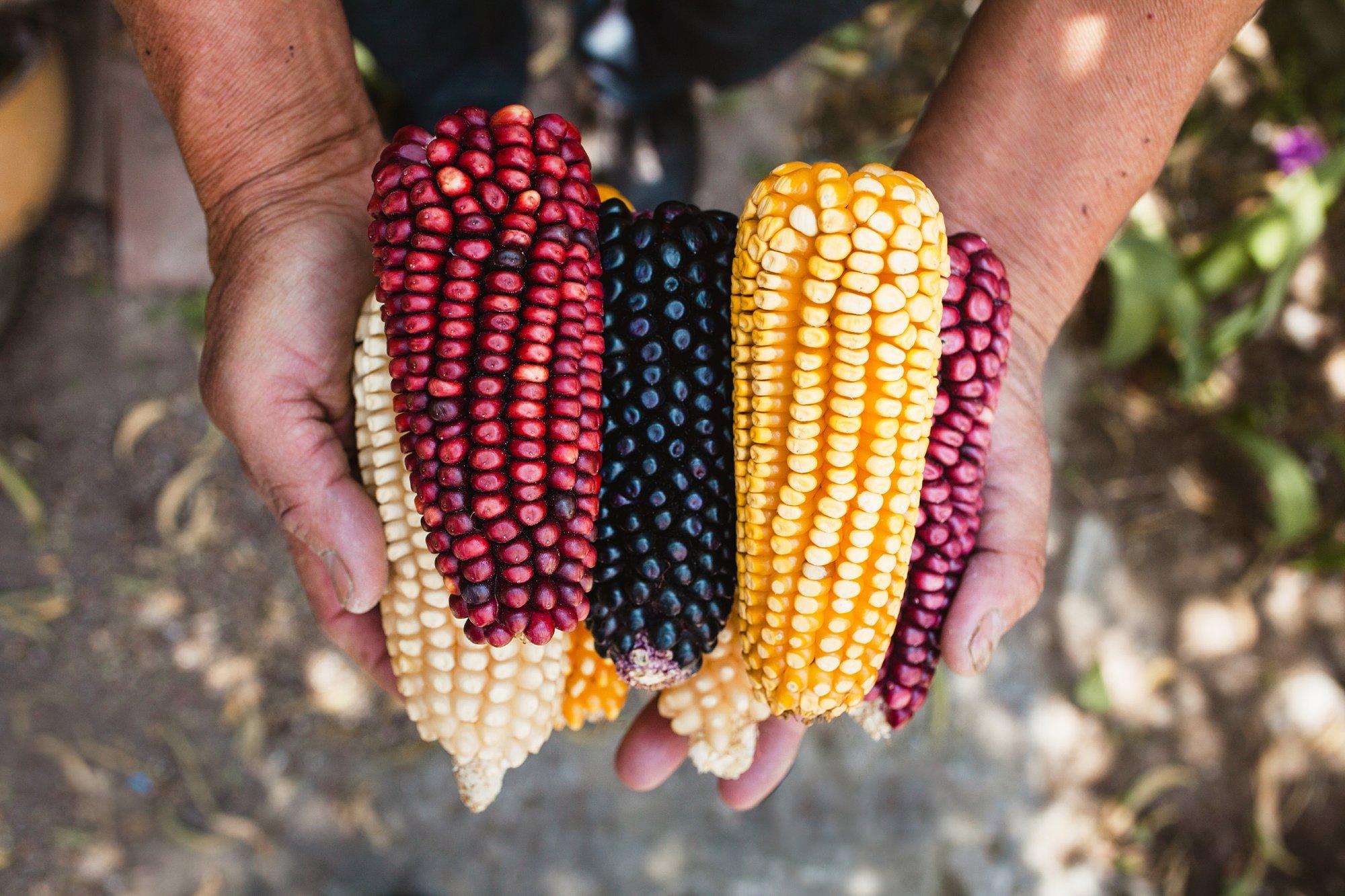 Värvilise maisi kasvatamine on kättevõtmise asi, aga piimküpsuses tõlvikud viivad keele alla