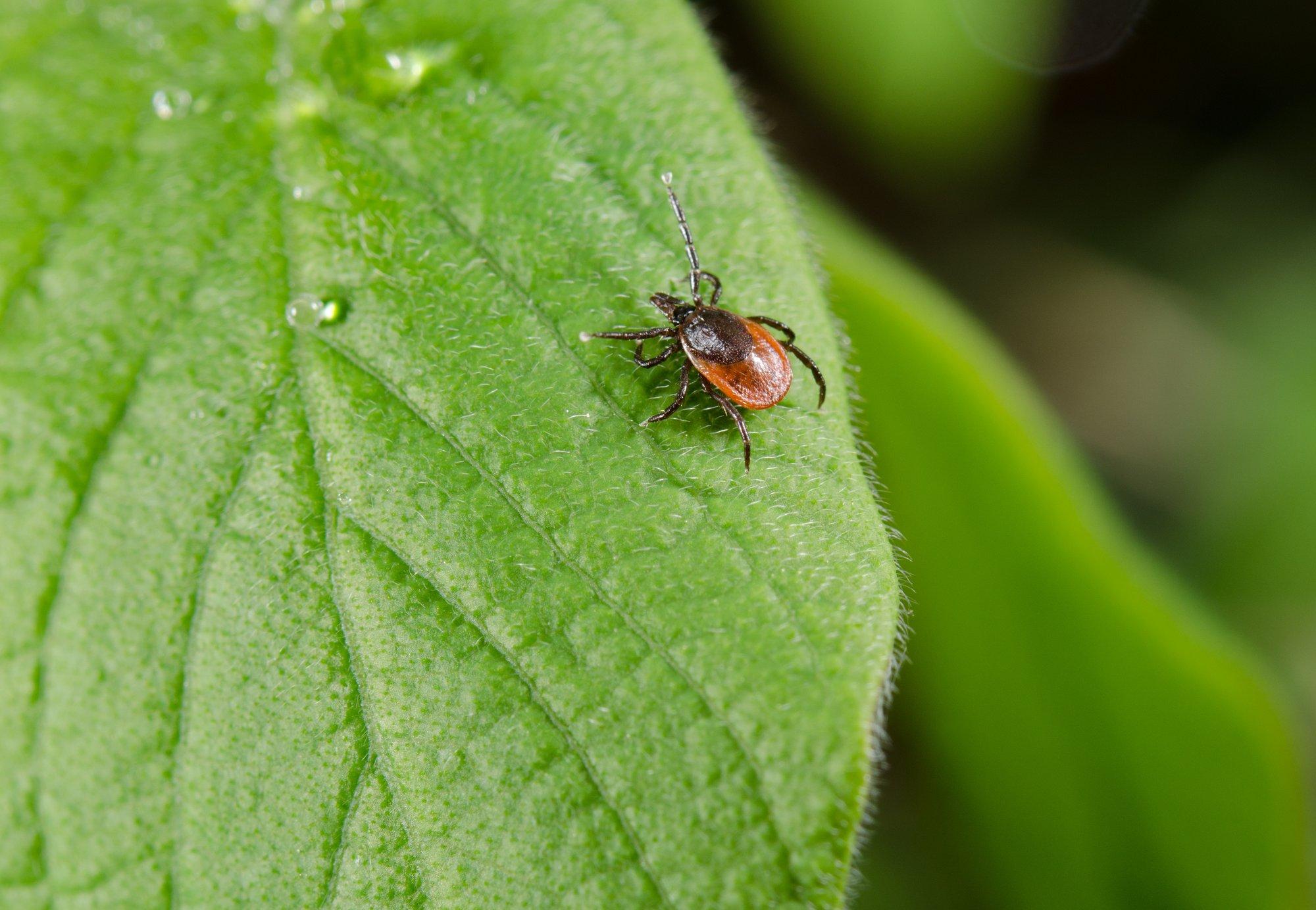 Puugid on liikvel! Häid nippe, mille abil kutsumata külalised aiast eemale peletada