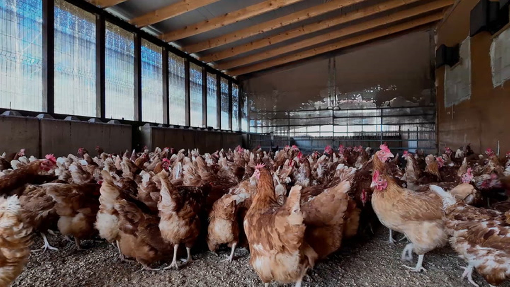 Linnugripi oht sundis talupidajaid mobiilsest kanalast loobuma