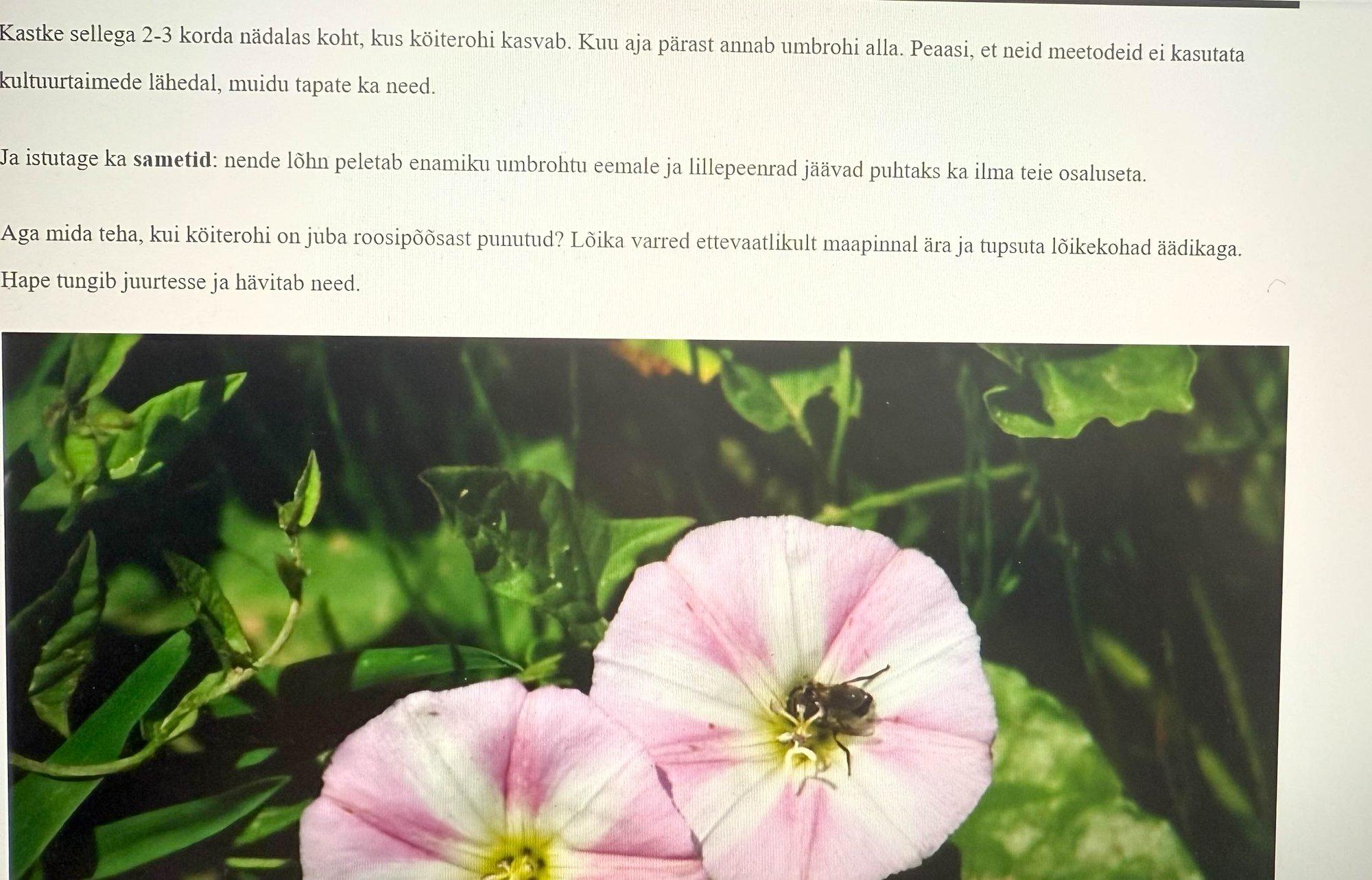 Hoiatus! Internetis levib kahtlane ja vigadest kubisev aiandusnõuandeid jagav veebileht