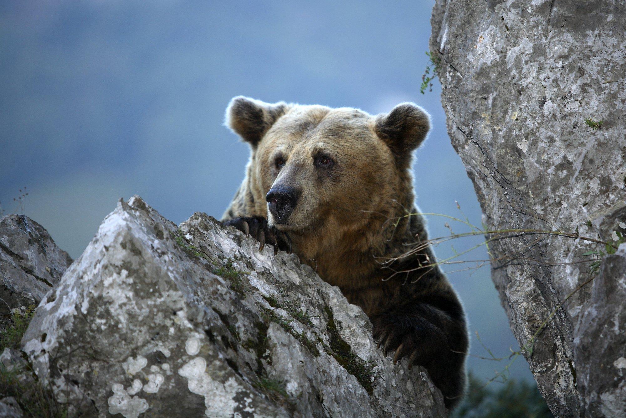 Karud loobuvad kliimamuutuste tõttu üha enam talveunest. Mis aitab ära hoida nende näljasurma?