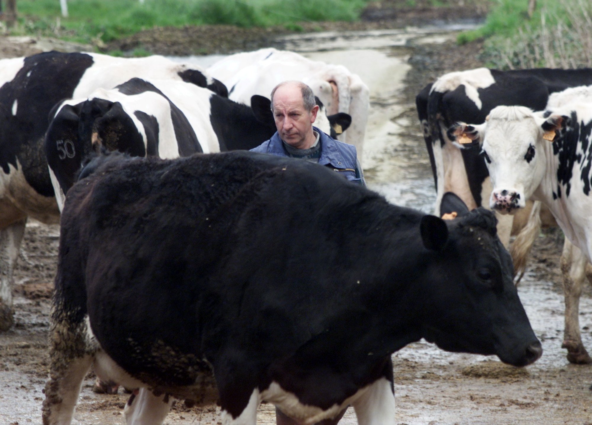 Valitsus eraldas suu- ja sõrataudi ennetamiseks 1,5 miljonit eurot