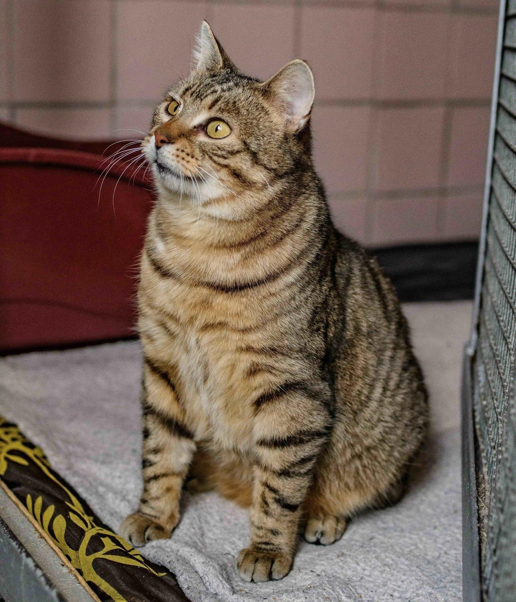 TAHAKS KOJU | Muhe sõber Aadu võiks oma seiklustest pikalt pajatada