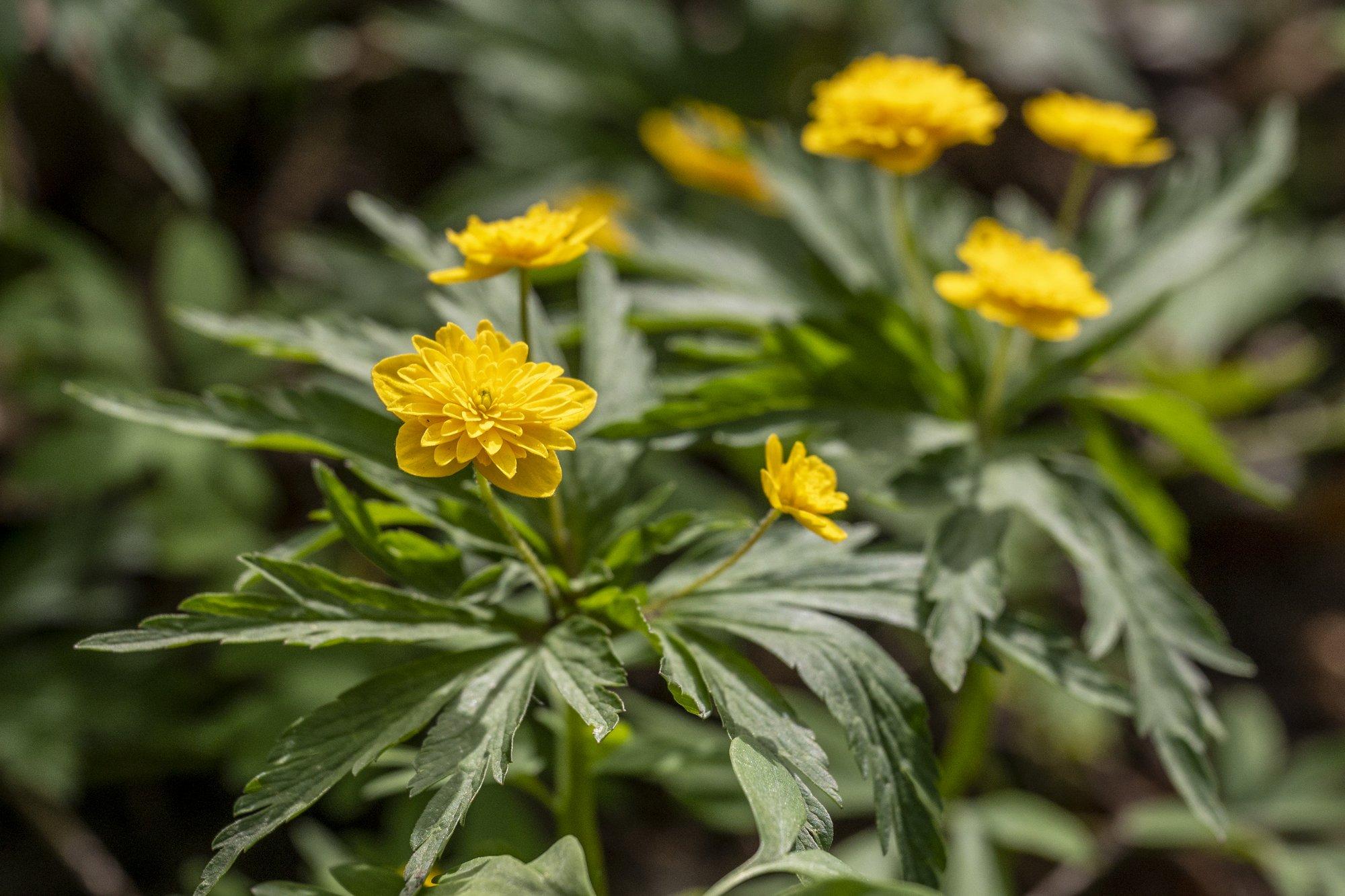 Vaata ja imesta! Hiiumaalt leiti 105 erinevat ülast, nii valgete, kollaste kui ka lillade õitega