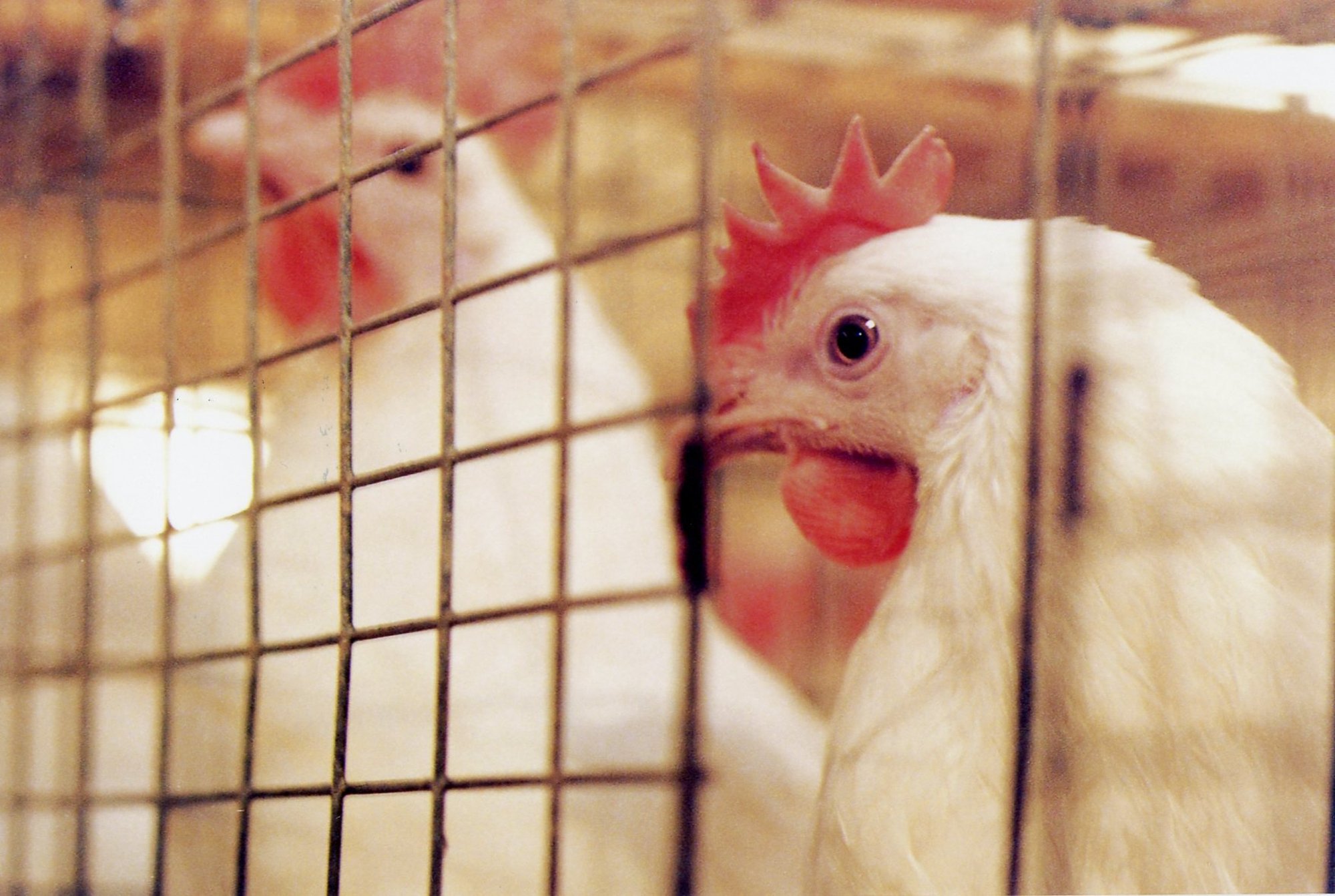 Minister Terras: munakanade puurispidamine keelustatakse alates 2035. aastast