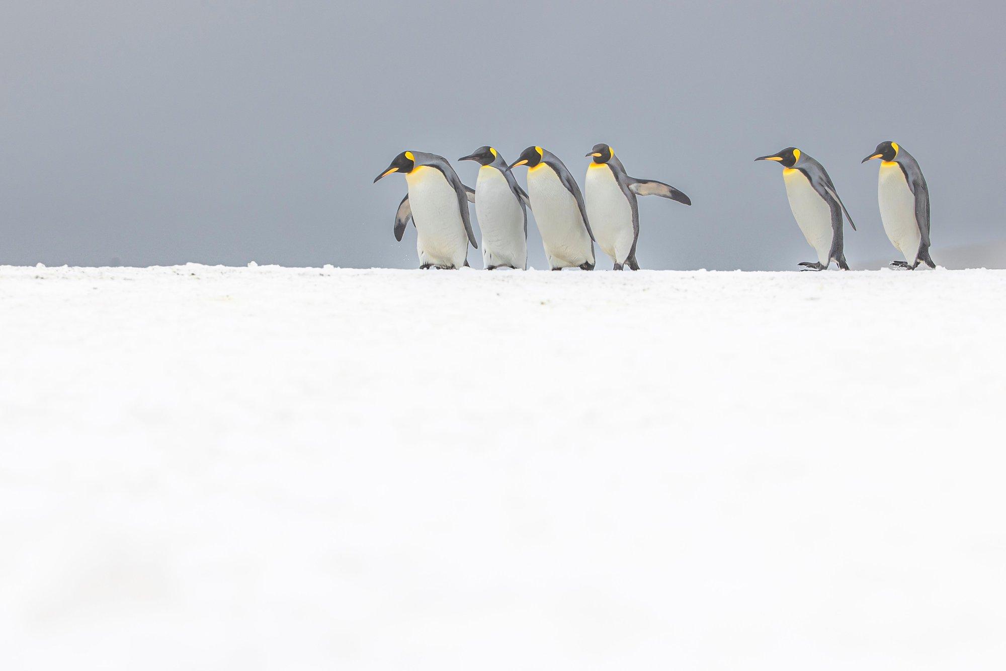 Trumpi tollide alla sattusid ka pingviinide asustatud väikesaared Antarktika lähistel