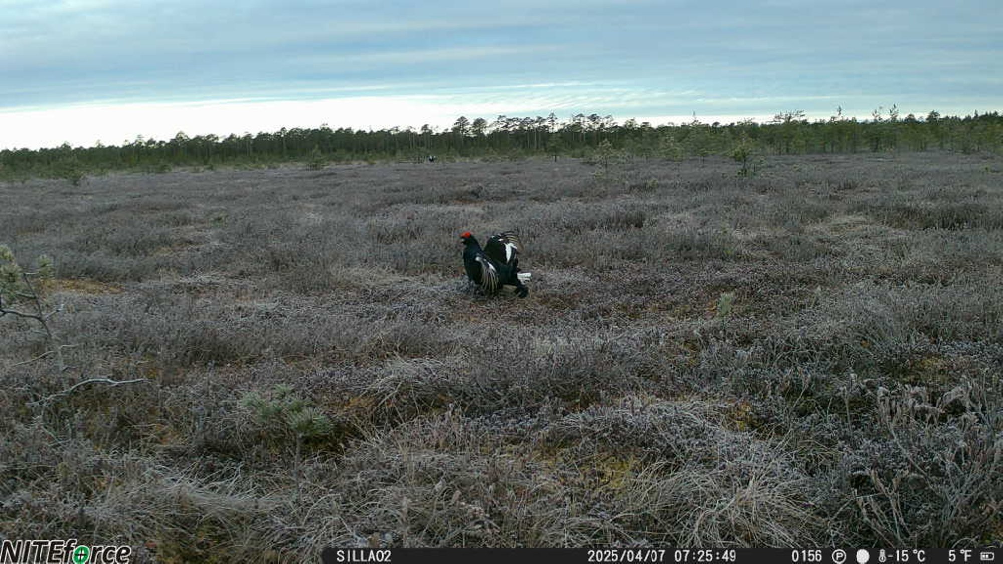 HARULDASED FOTOD | Võitluses tedreemanda südame pärast lendab sulgi ja kostub noateritamise helisid