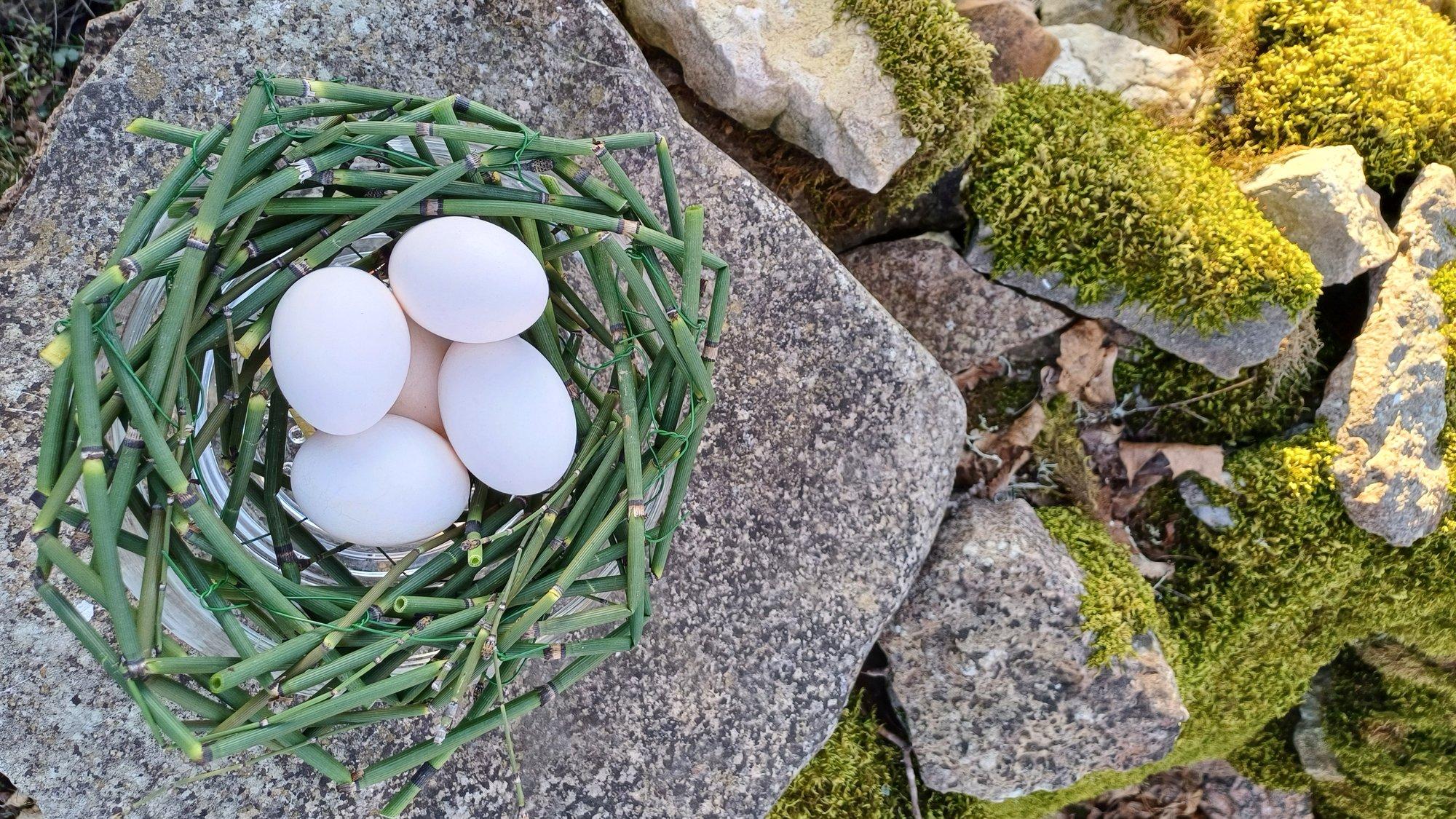 Osjadest saab munadepühadeks punuda kena pesa