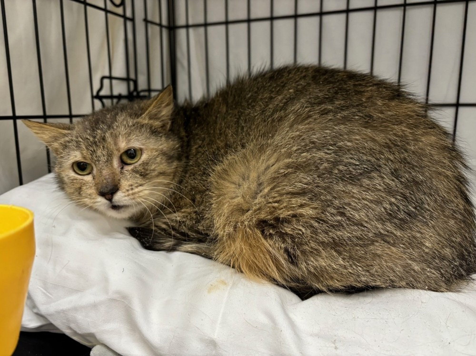 Isegi arstid kohkusid: Altaria nahalt langeb kõõma rohkem kui möödunud talvel taevast lund