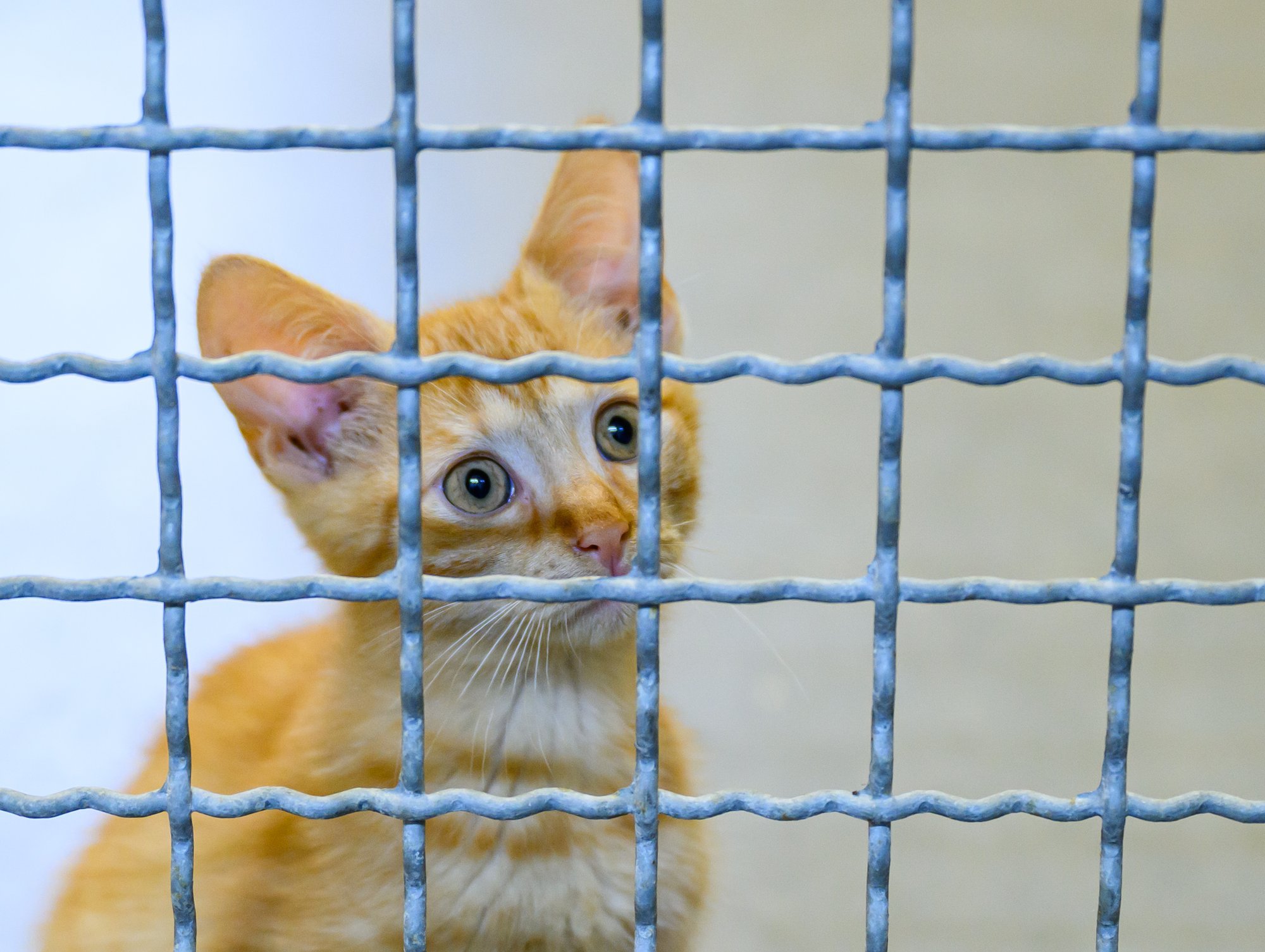 Möödunud aastal võeti loomad ära rohkem kui 400lt hooletult omanikult