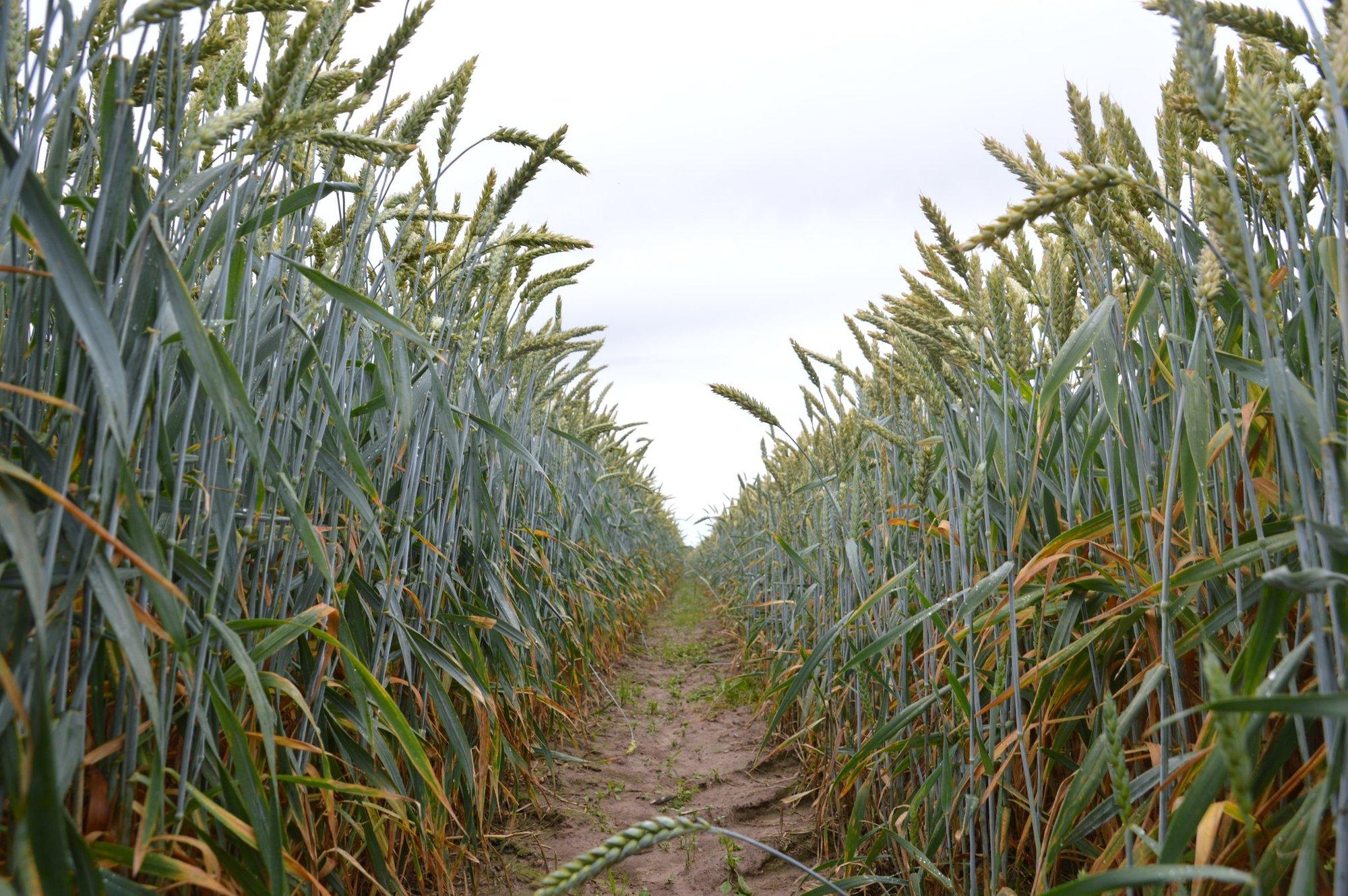 Taimekasvatuse süsinikuneutraalsus – reaalsus või asjatu unistus?