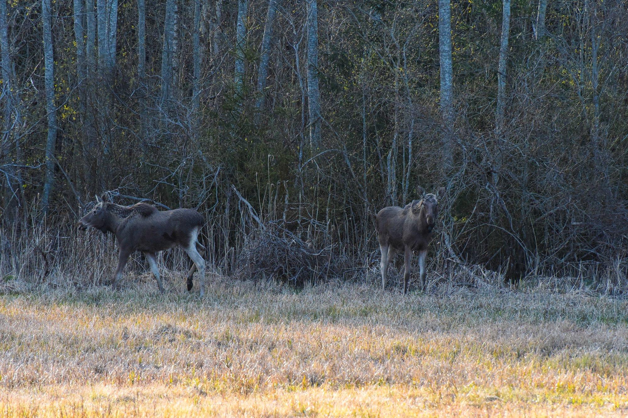 GUUD, BÄÄD, NÄDALA SÕNA | Viisakusavaldused tehisaruga on keskkonnale kahjulikud