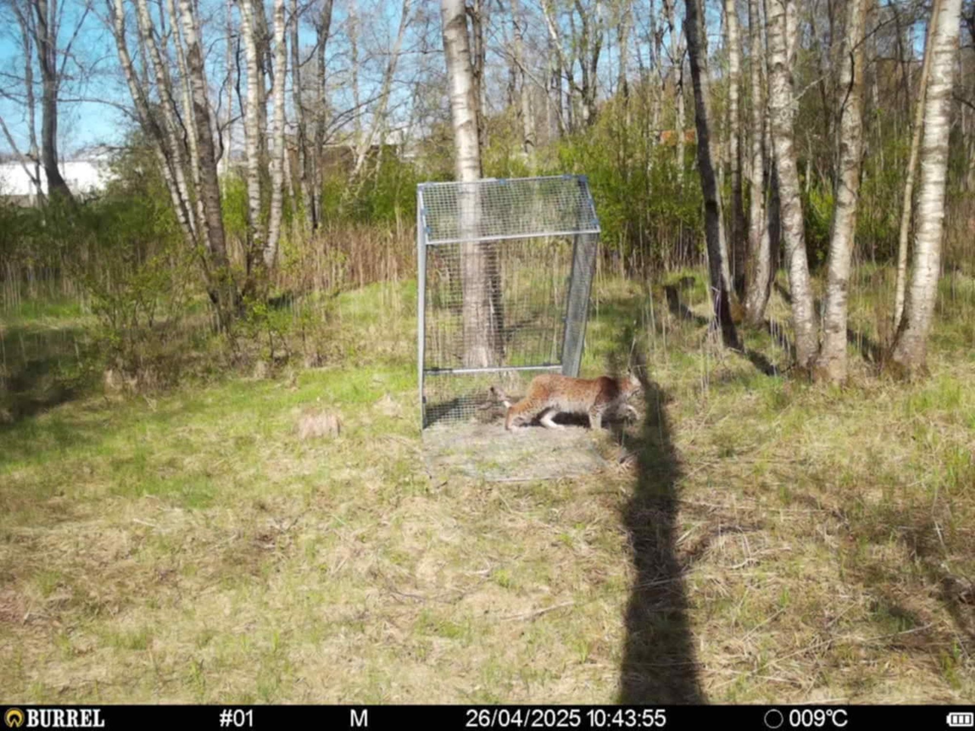 VIDEO | Linna eksinud ilves murdis loomaaia territooriumil linde