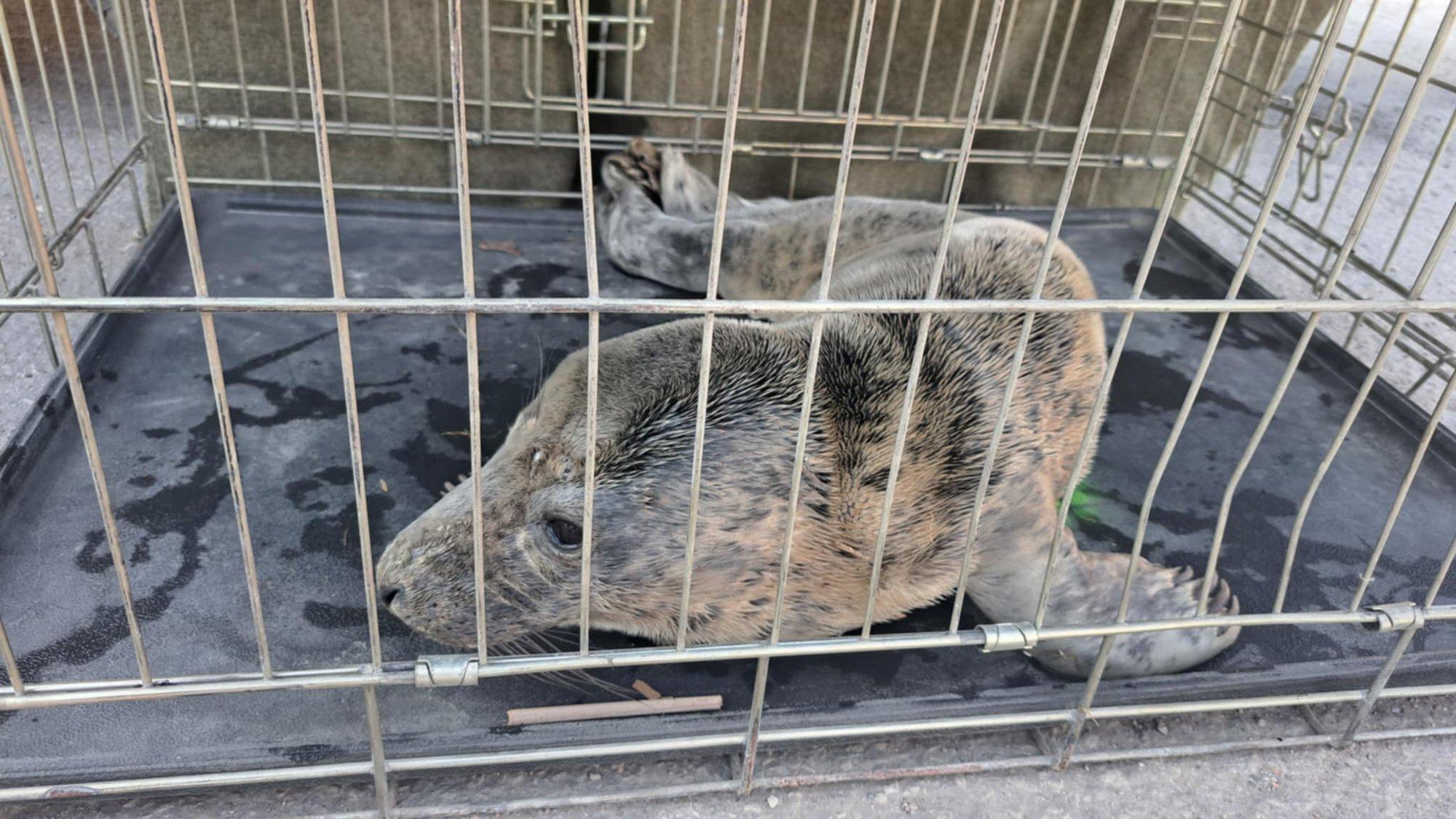 Kevade popim hülgepoeg narris päästjaid ja loomakaitsjaid, teda tuli Pärnus kaks korda koju juhatada