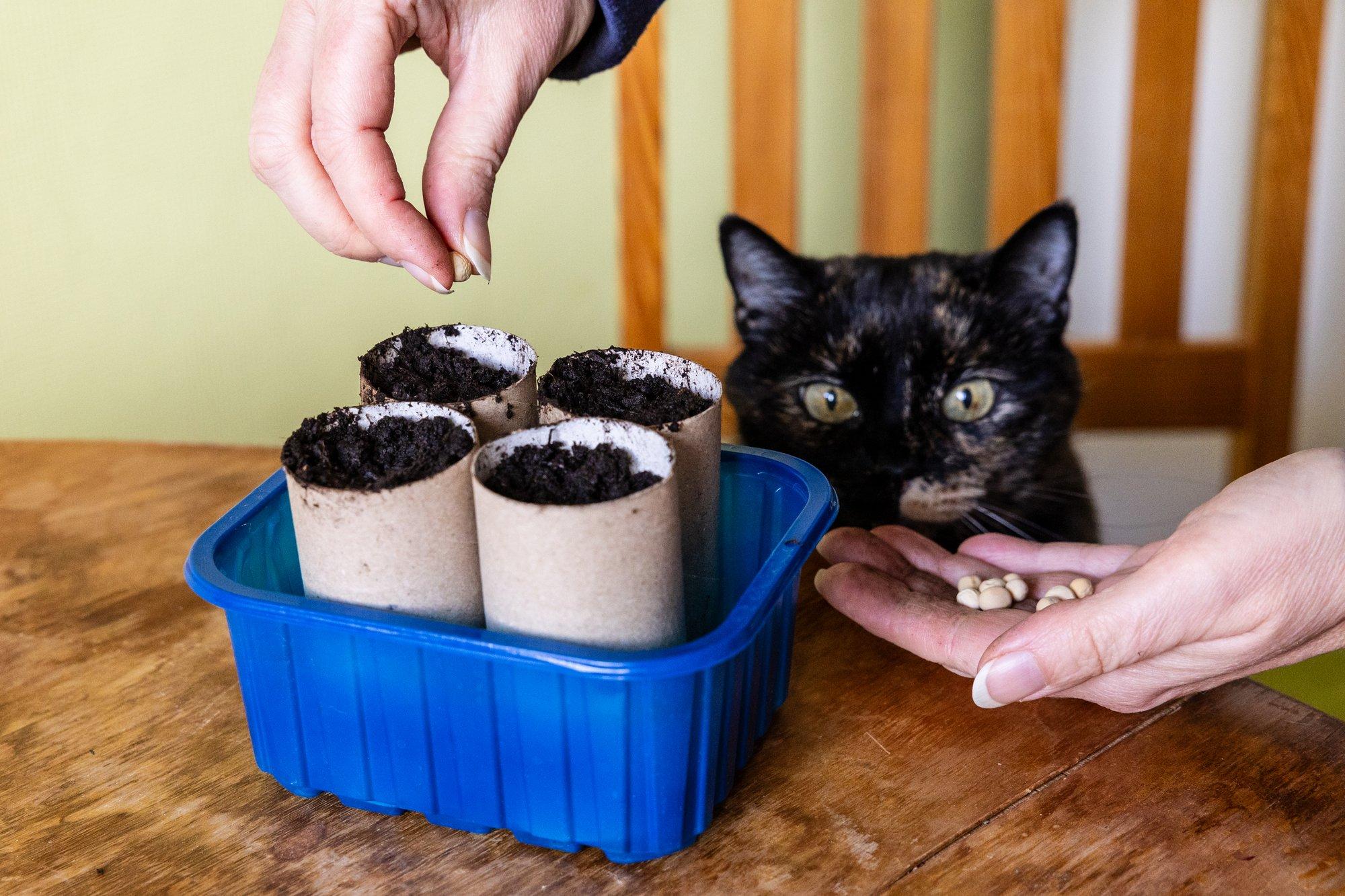 Nipid, kuidas saada enda kasvatatud magusaid herneid juba enne jaanipäeva