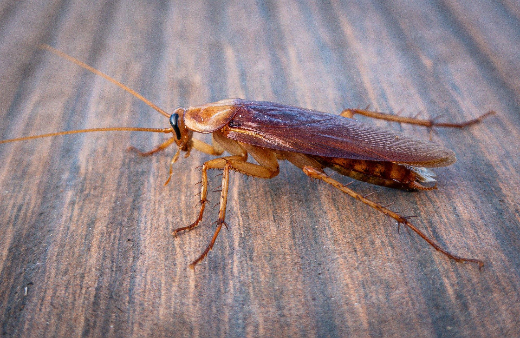 Appi, hiiglaslik prussakas! 10 fakti hirmutavast elukast, kelle eest armastatud puhkusesaartel pääsu pole