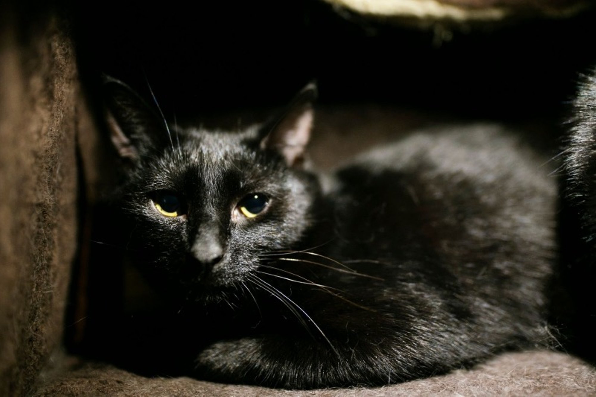 T´Challa peab vaprat võitlust nagu Marveli filmis, ainult et tilgutite all