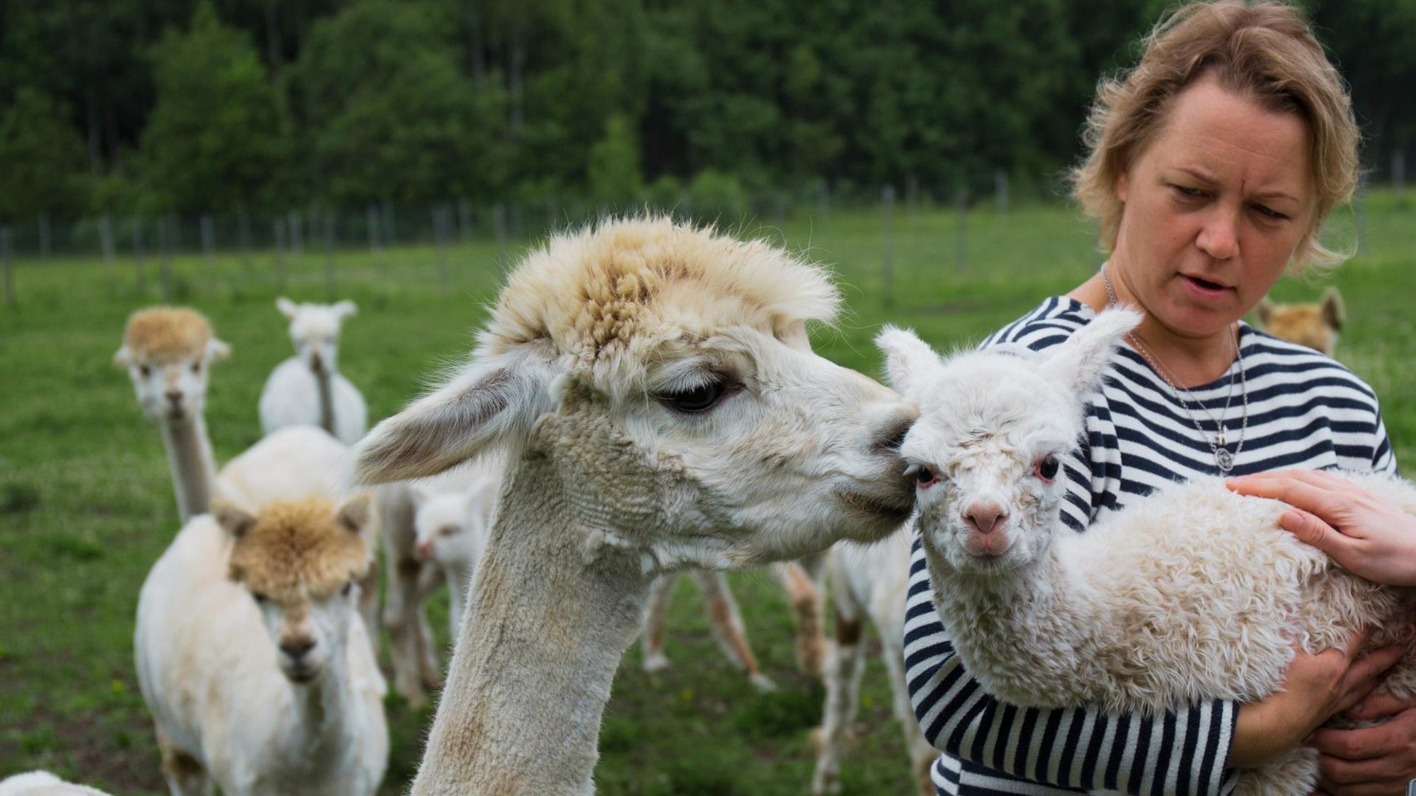 „See võib olla meie farmile hukutav!“ Hobitalud sulgevad suu- ja sõrataudi hirmus külalistele uksi
