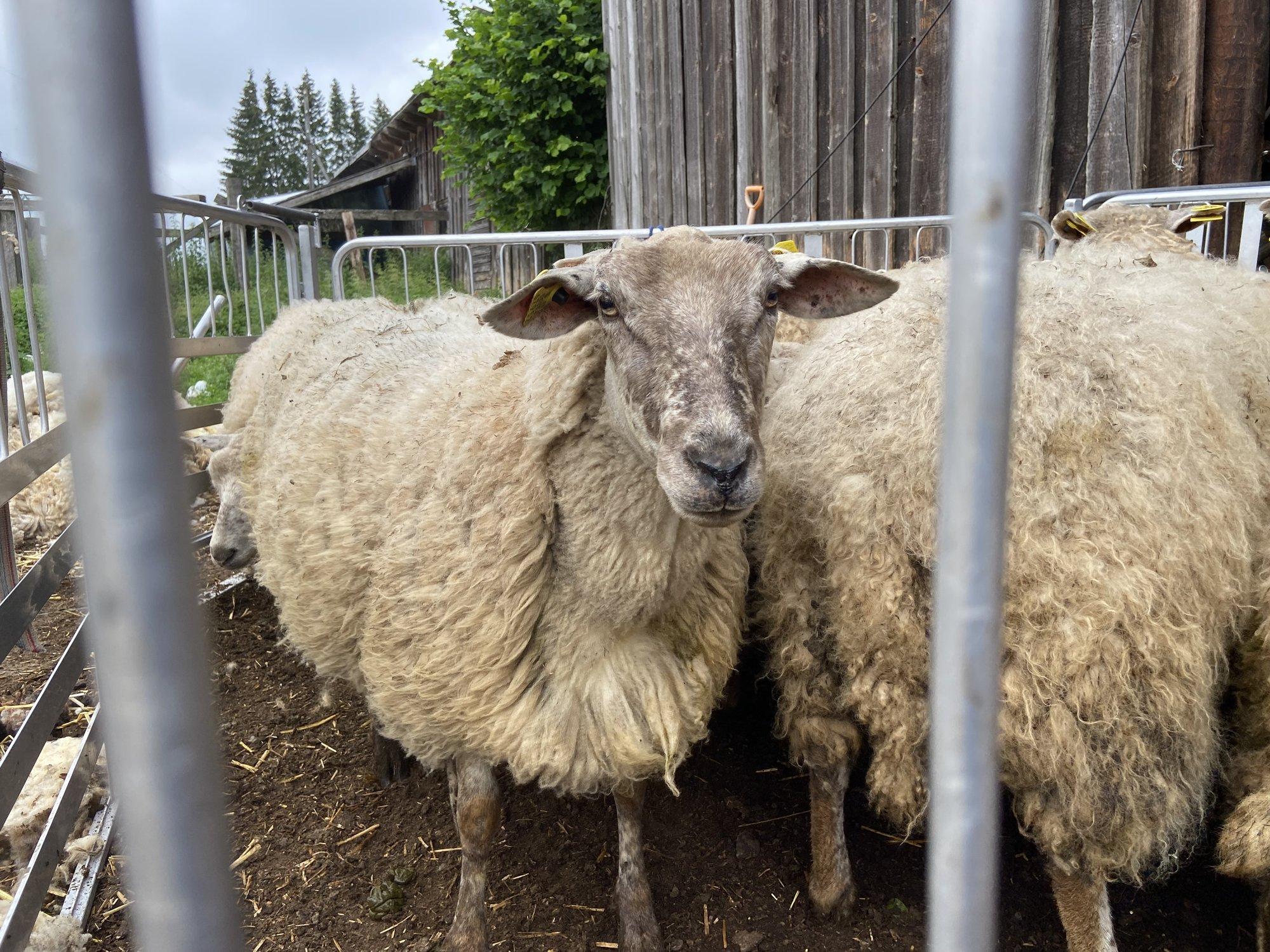 Käsitöömeister! Esita oma ägedad lambavillast ja -nahast tooted konkursile