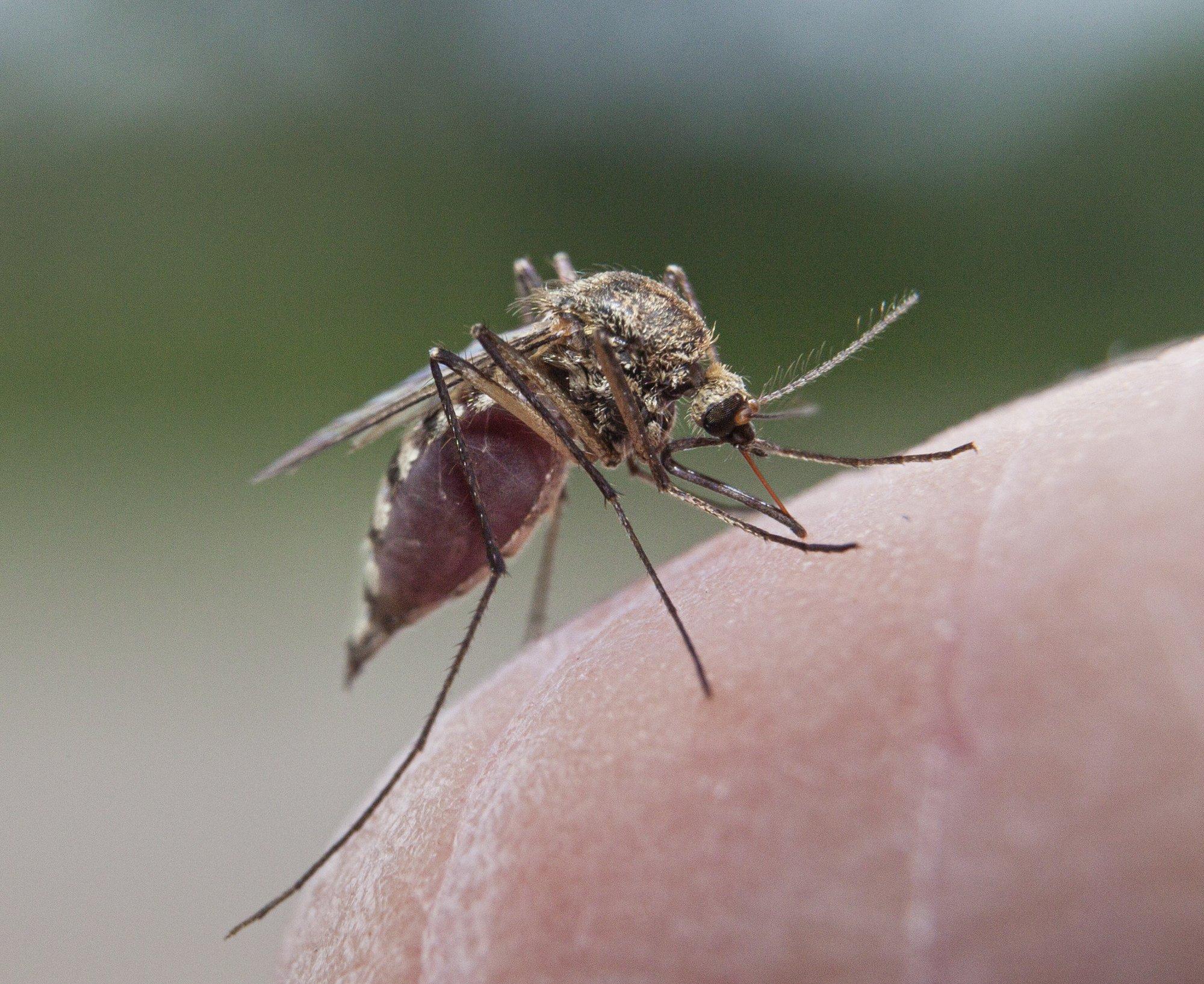 Sääskedega sõbraks: kas tõesti? Putukateadlane selgitab, kuidas vereimejatega häid suhteid hoida