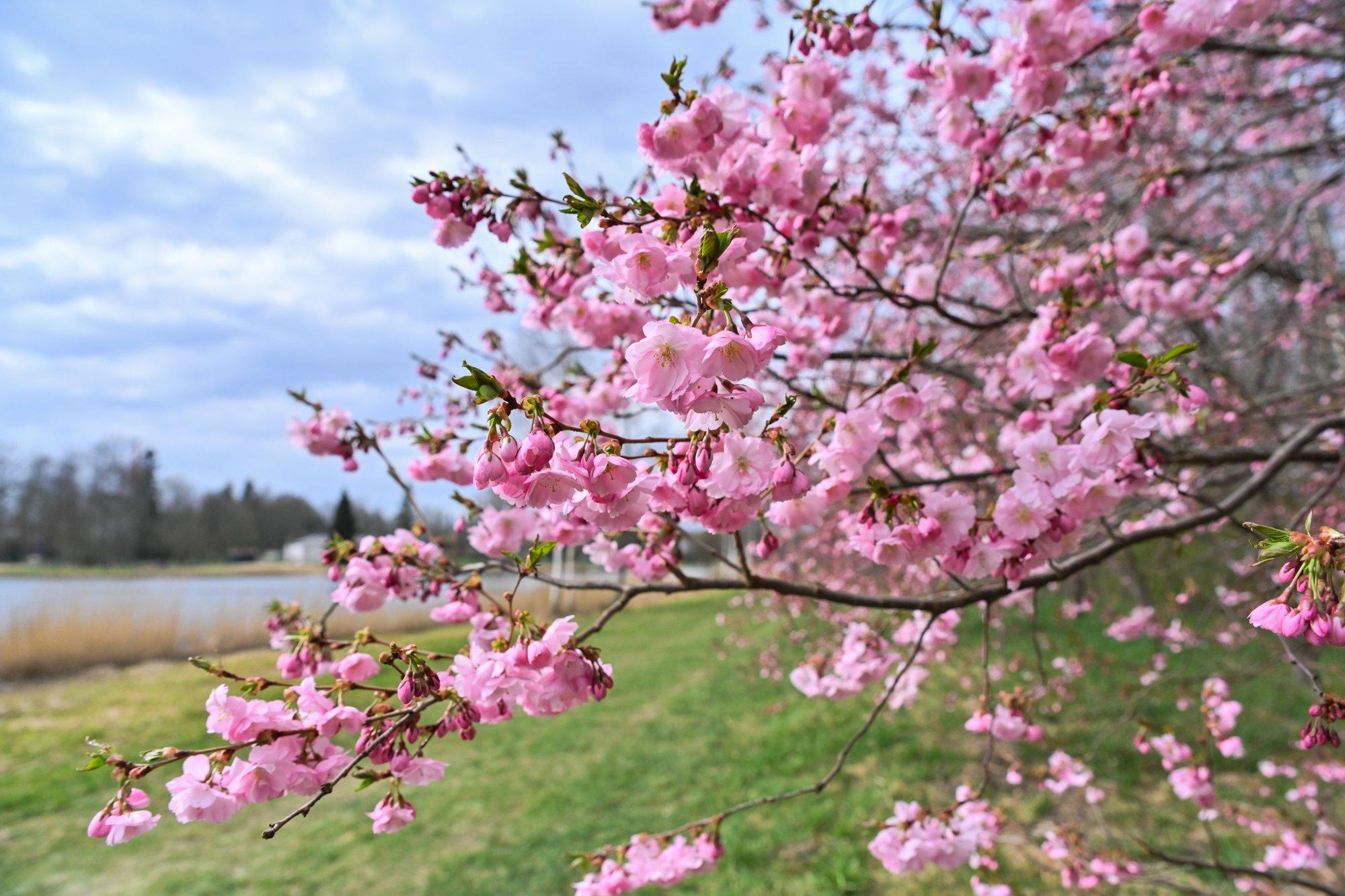 FOTOD | Imeline kirsiallee Türil: roosad õied pakuvad kevadist silmailu