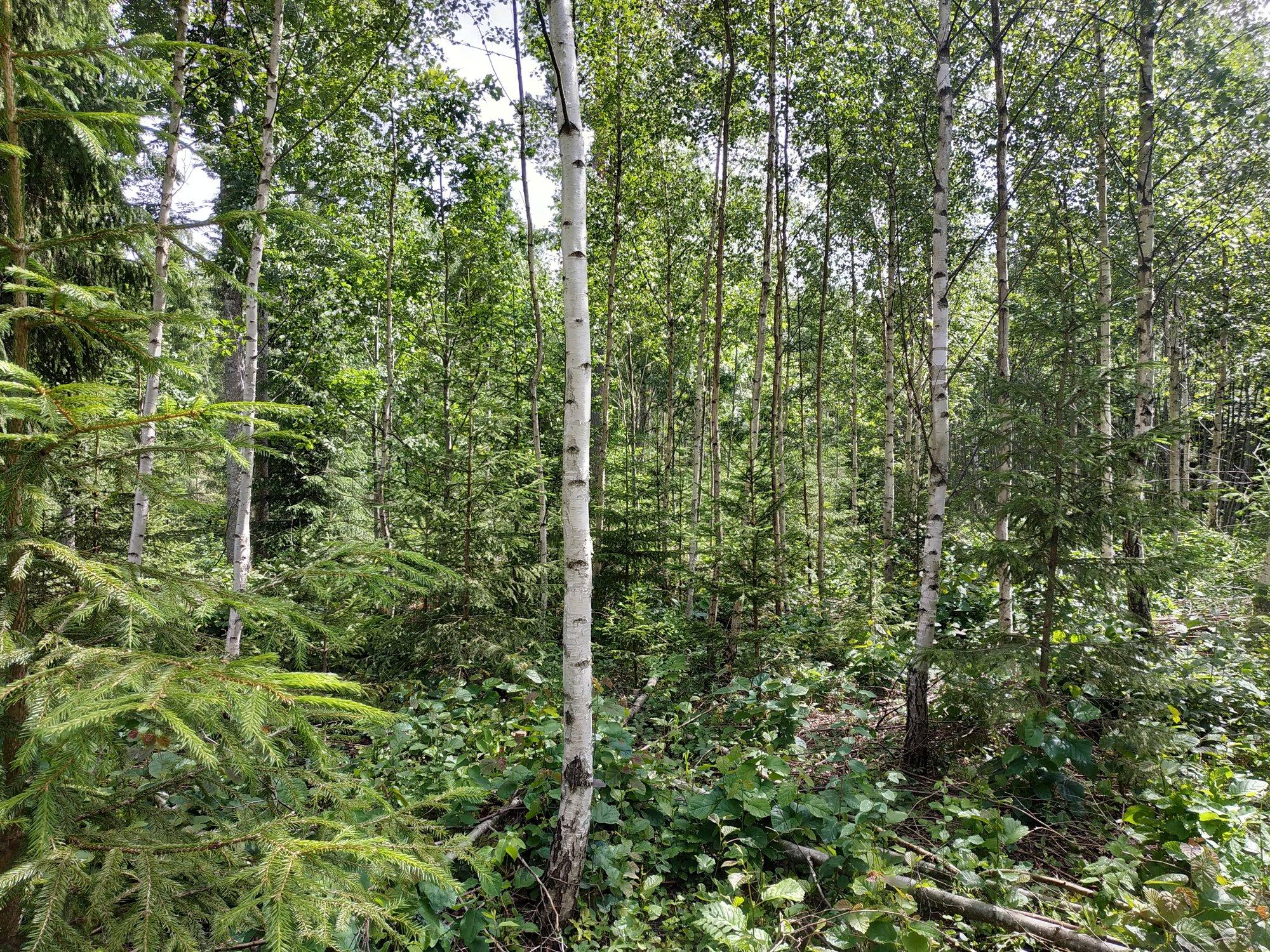 KIK korraldab ümber metsandustoetuste süsteemi