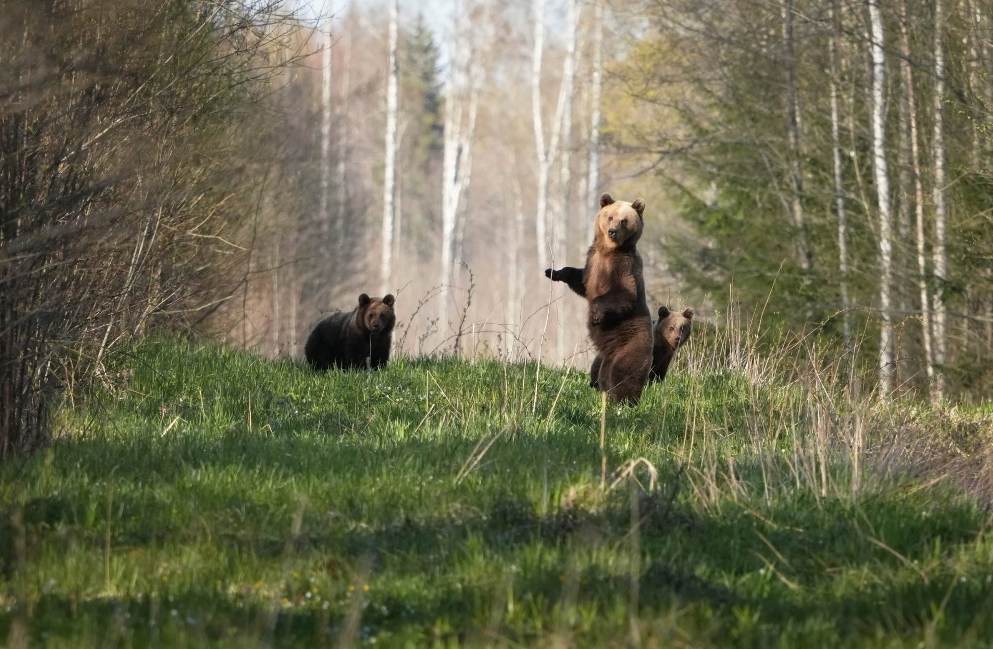 IMELISED FOTOD | Eesti loodusfotograaf veetis neljaliikmelise karupere seltsis terve tunni