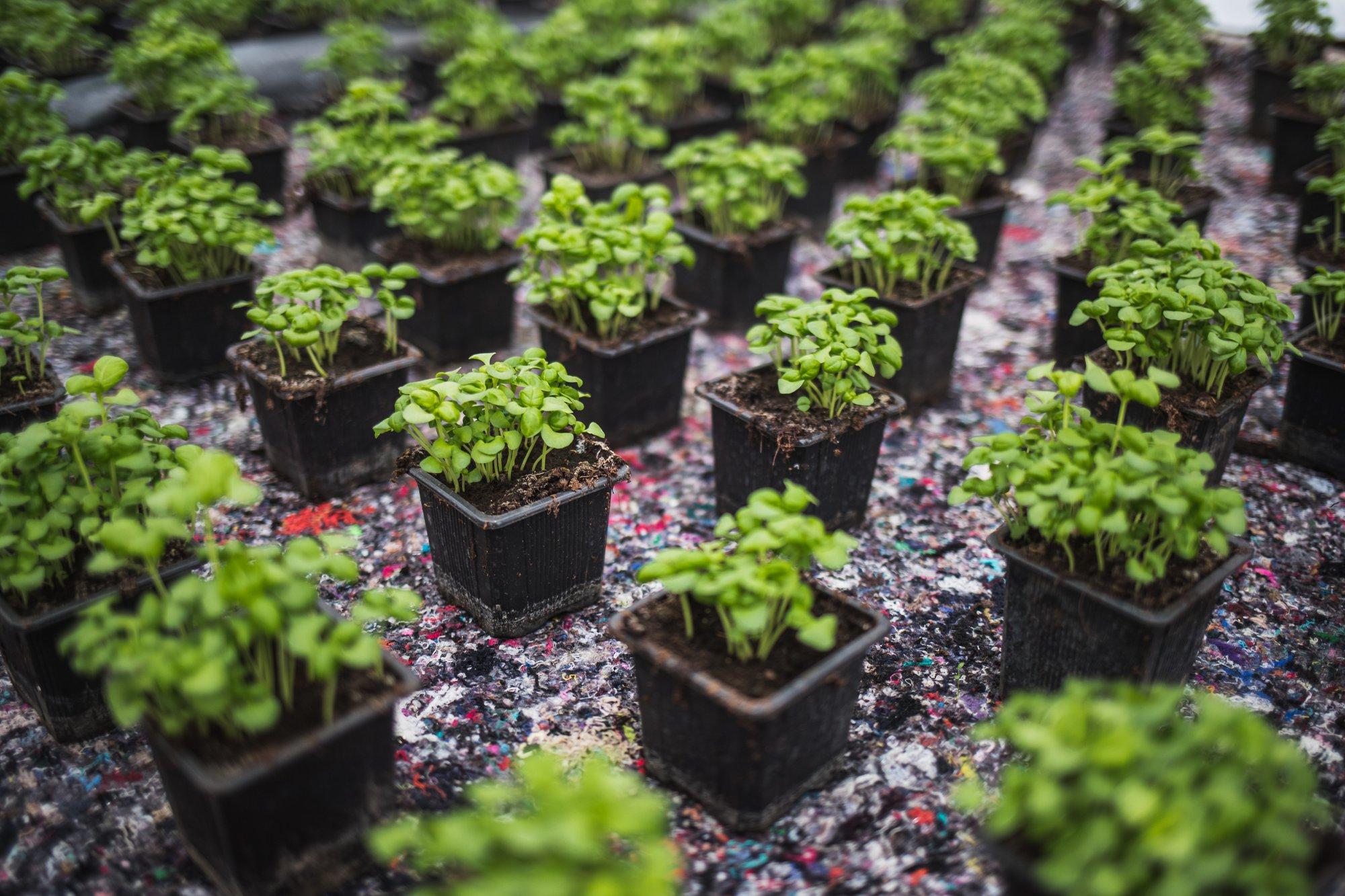 Mitmete maitsetaimede külvamiseks on aprill paras aeg. Kuidas kasvatada tugevad istikud?