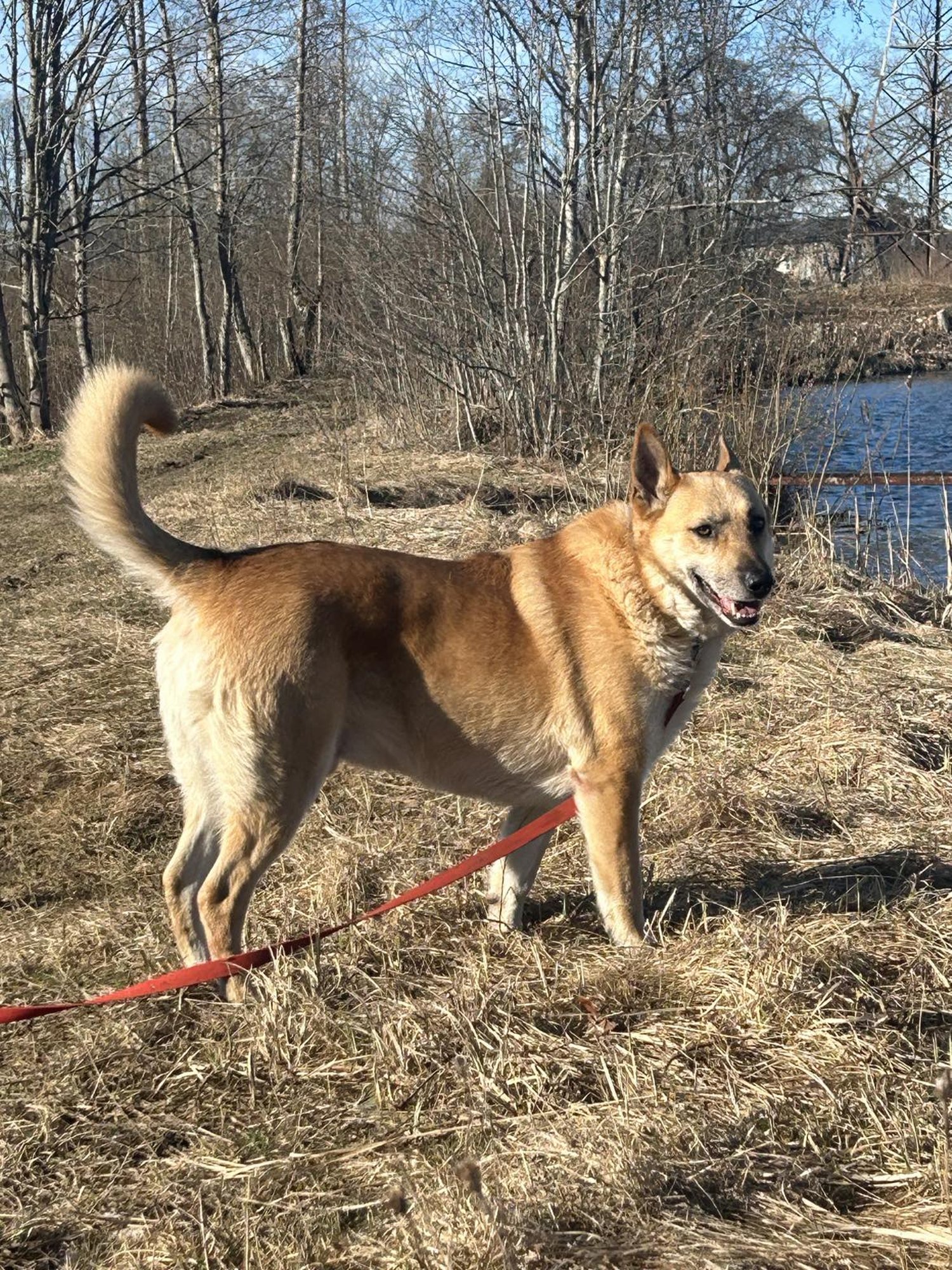 TAHAKS KOJU | Karismaatiline karu Jacky käib iga päev lootusrikkalt aia tagant välja piilumas