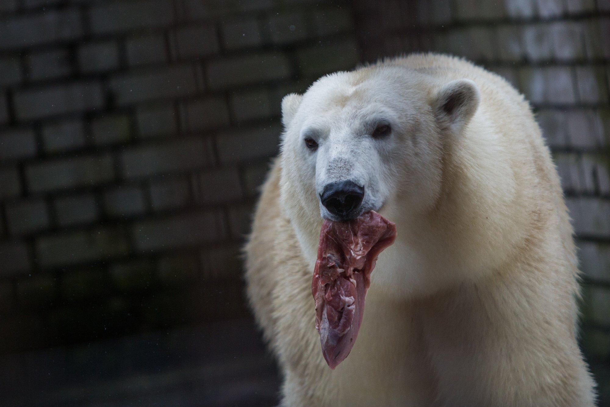 VIDEO | Uues riigis, uues kodus! Jää- ja porikaru Friida jätkab Taani loomapargis vanade kommetega
