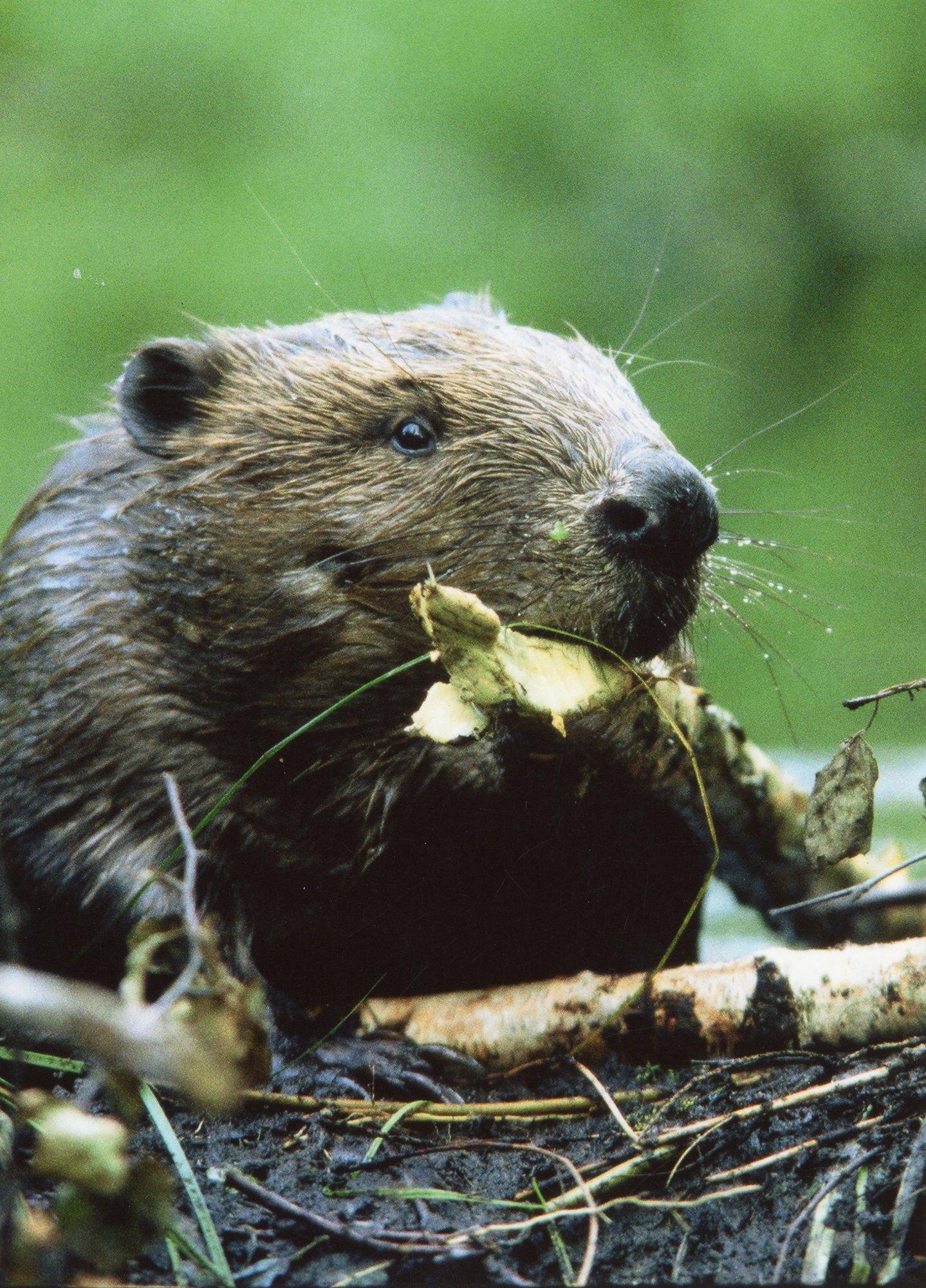 GUUD, BÄÄD, NÄDALA SÕNA | Eesti heitleb makamakamumi eesmärkide täitmisega