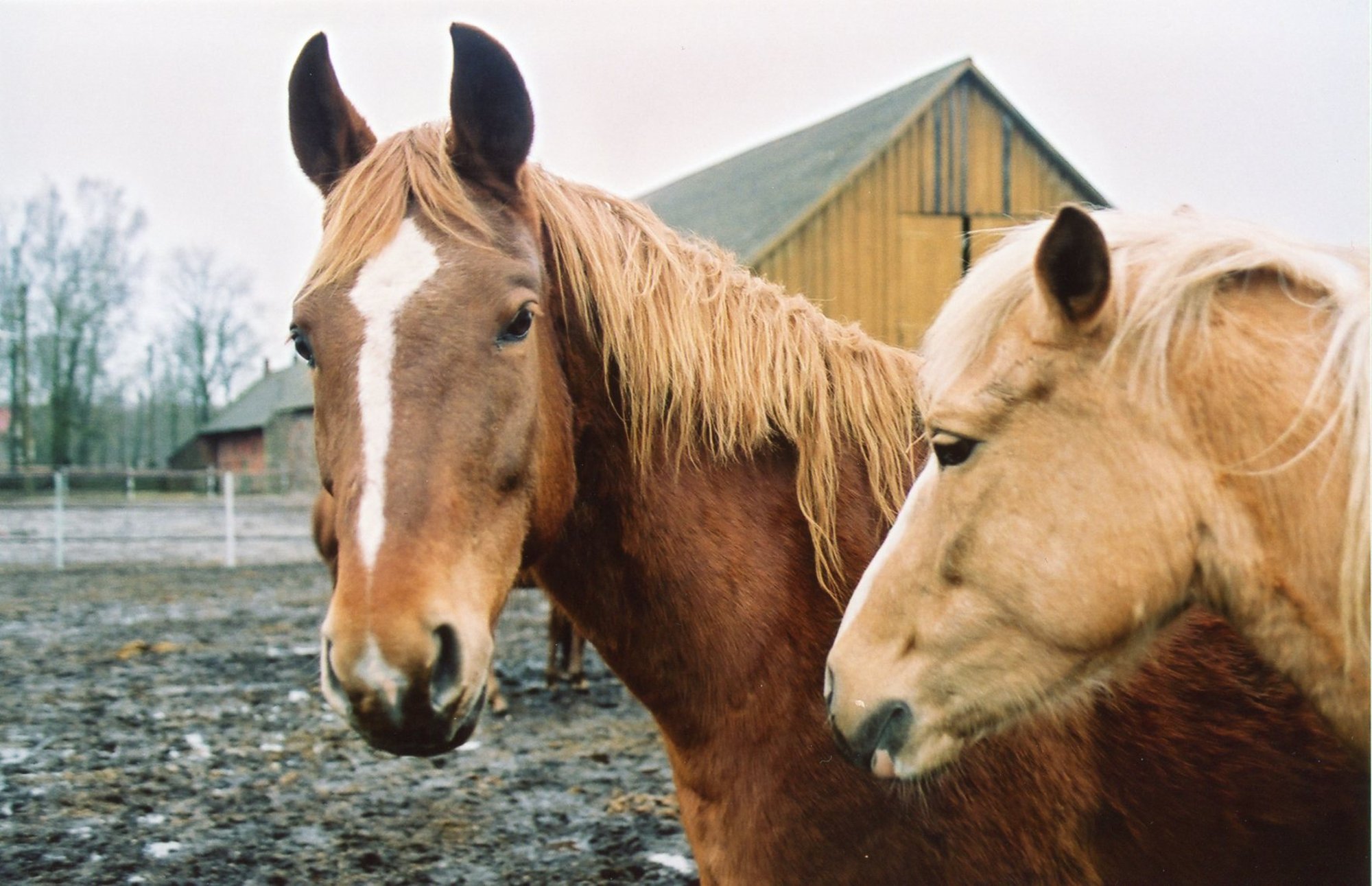 Harjumaal tuvastati hobustel ohtlik herpesviirus