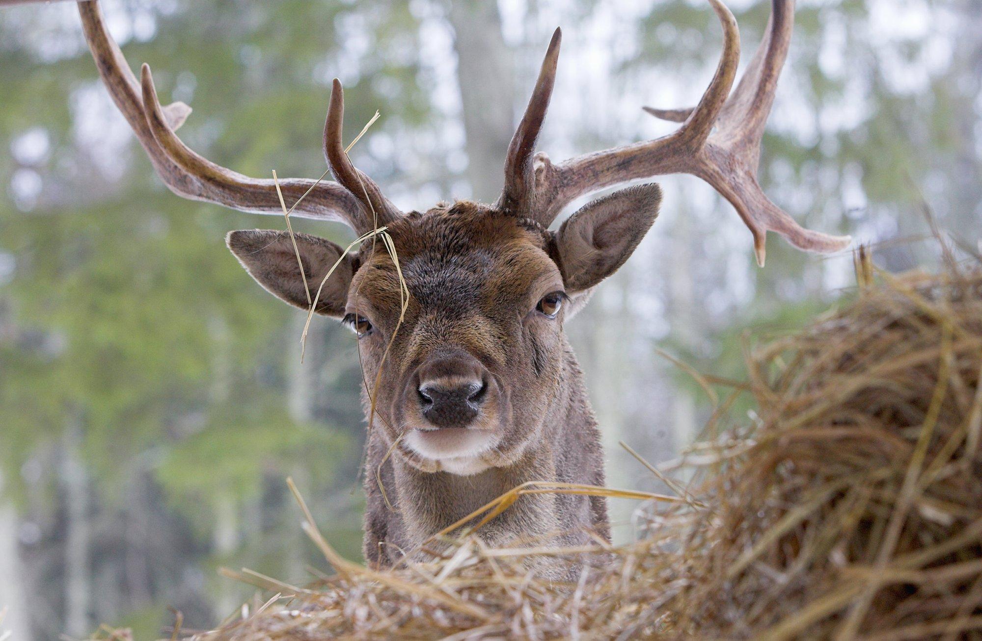 TOP 9 | Süütuna näivad loomakesed, kes sulle siiski kerge vaevaga 1:0 teeksid